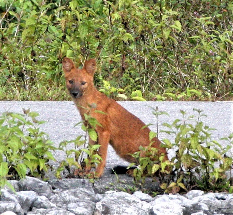 Dhole or Asian Wild Dog (Cuon alpinus)