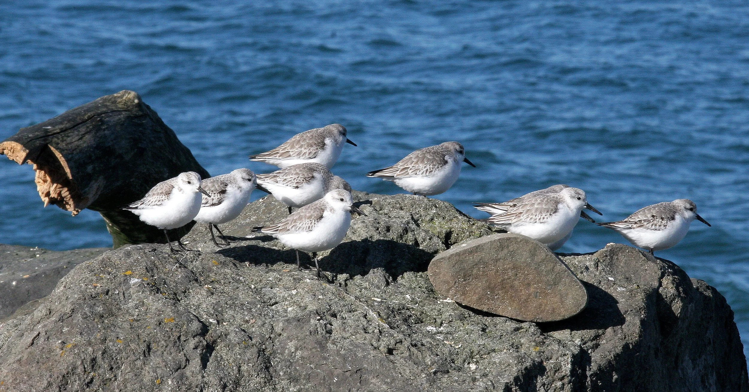 BIRD - SANDERLINGS - EDIZ HOOK PA HARBOR (28).jpg