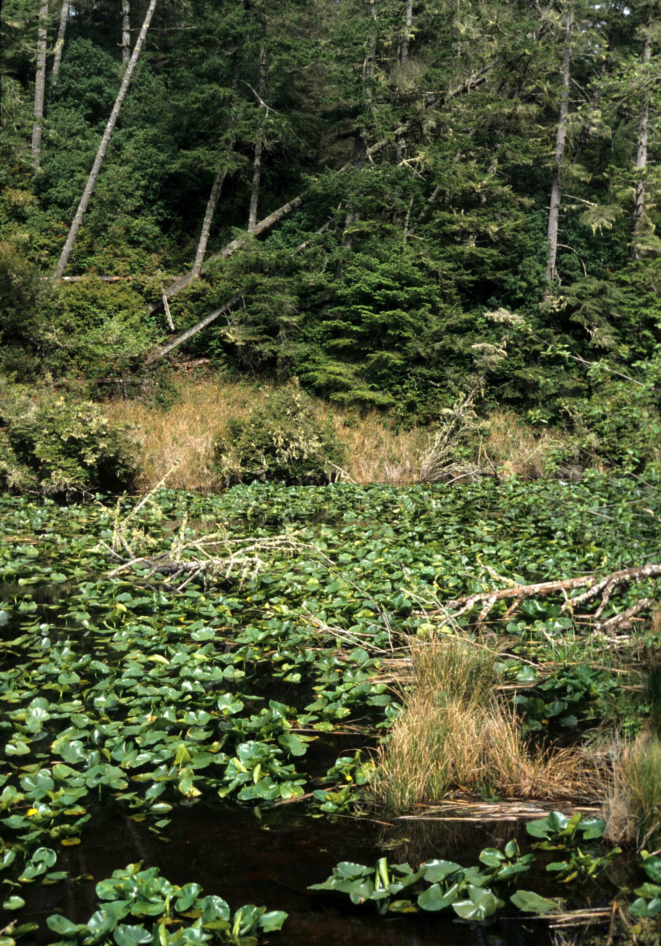 OREGON - LAGOON ON COASTAL 101 (2).jpg