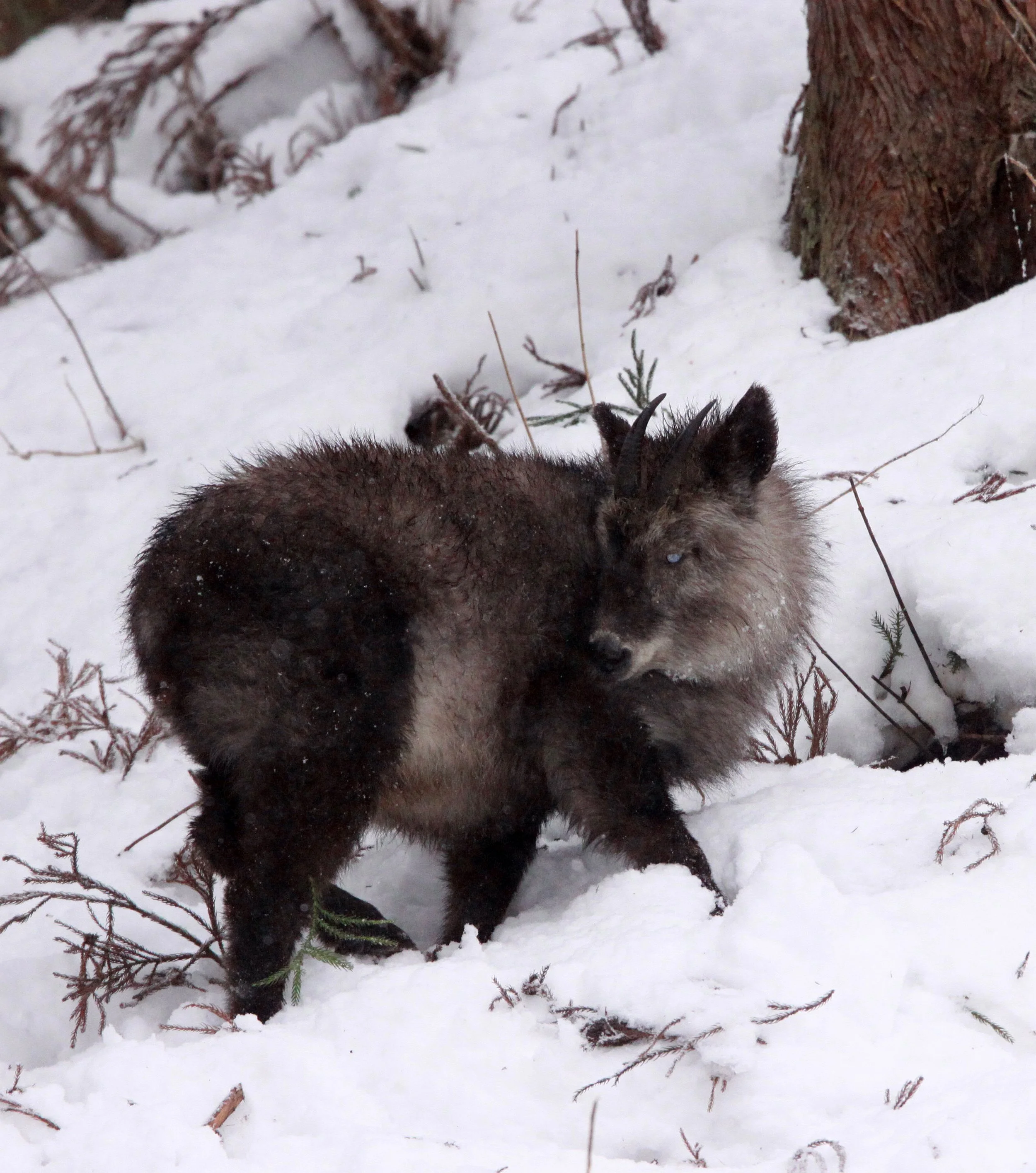 SEROW - JAPANESE SEROW - Capricornis crispus - JIGOKUDANI ONSEN NAGANO PREFECTURE JAPAN (39).JPG