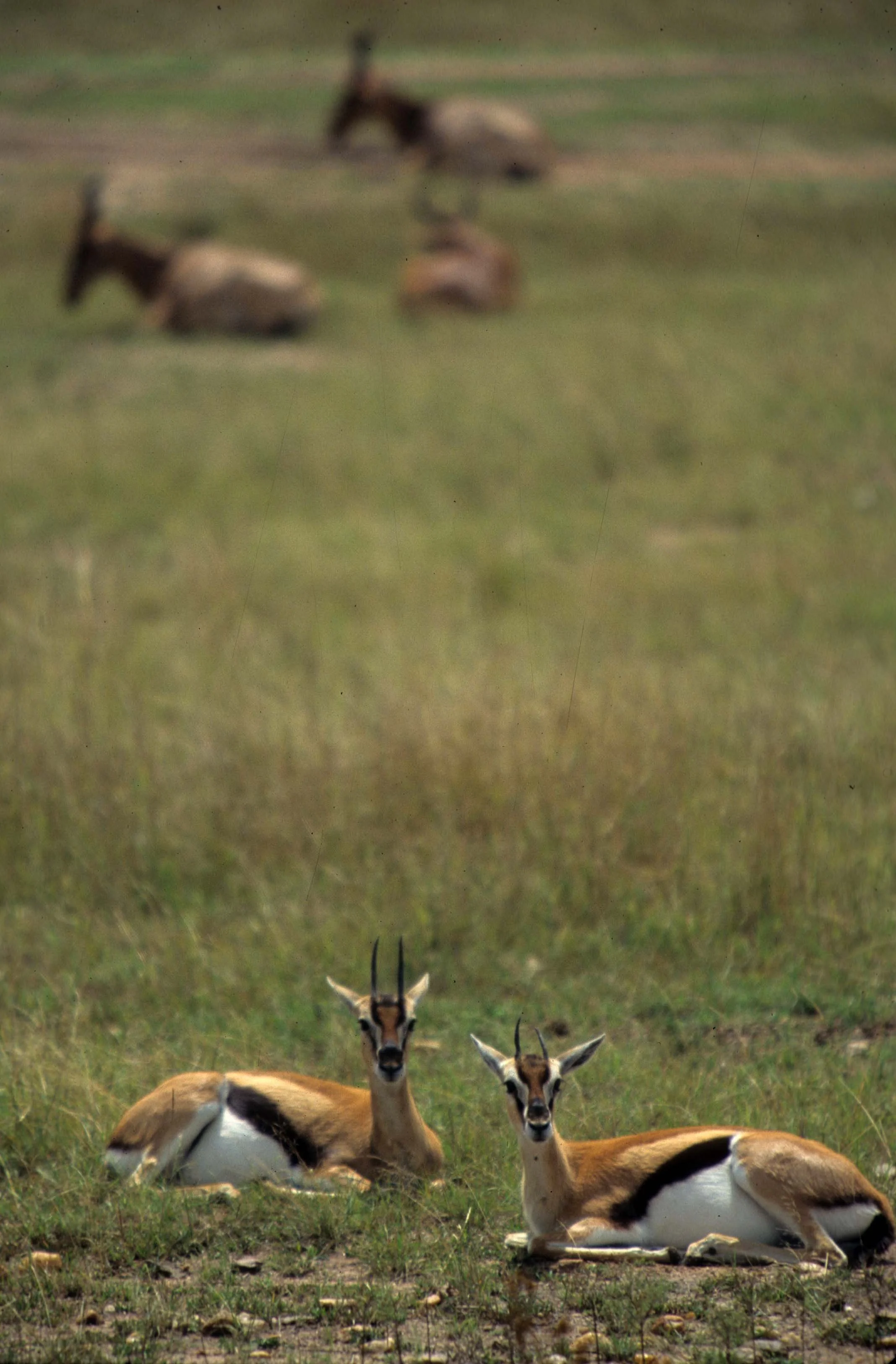 BOVID - GAZELLE - THOMSONS - SERENGETI (6).jpg