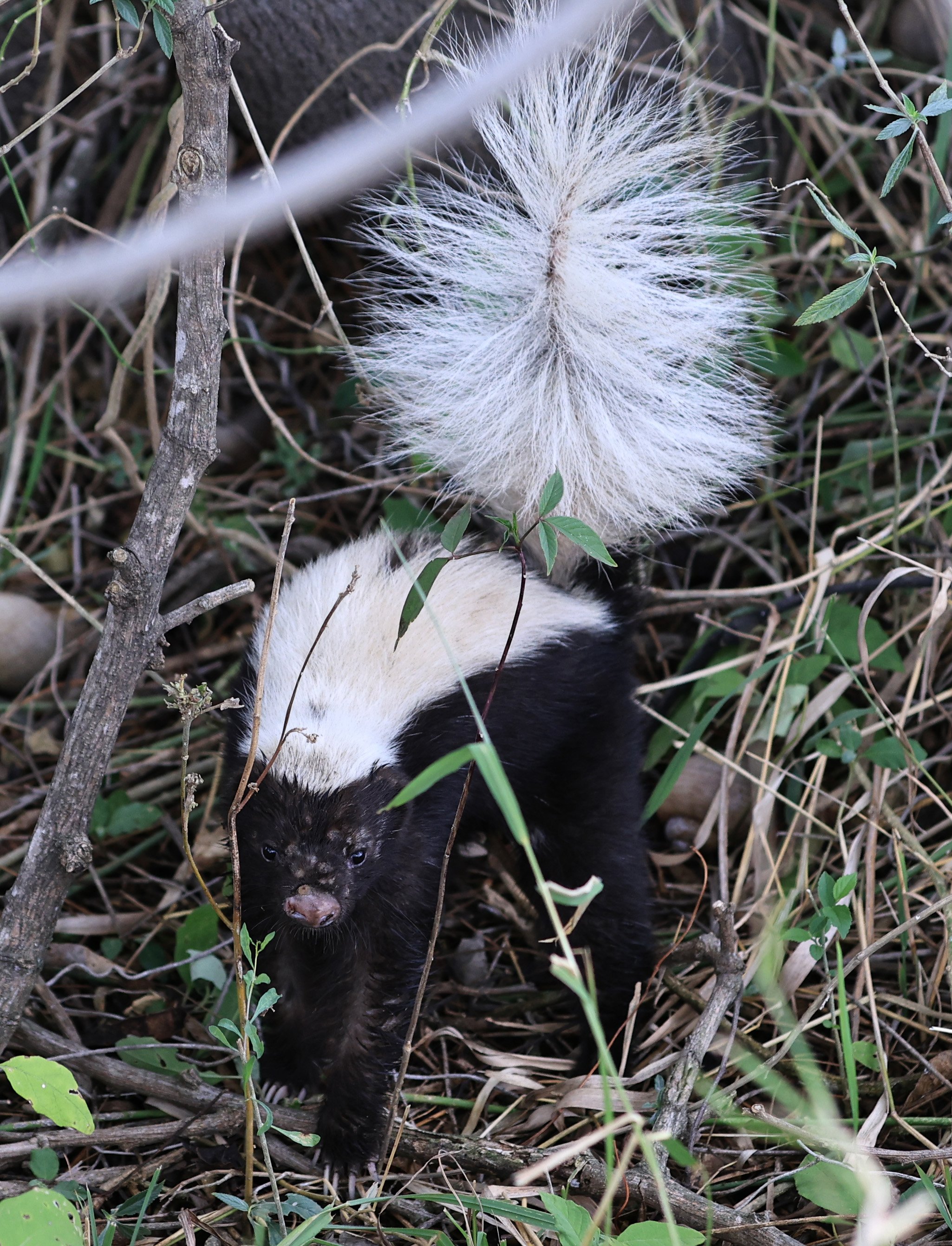 Molina's Hog-nosed Skunk (Conepatus chinga) Estancia Campo'i Paraguay  (23).jpg