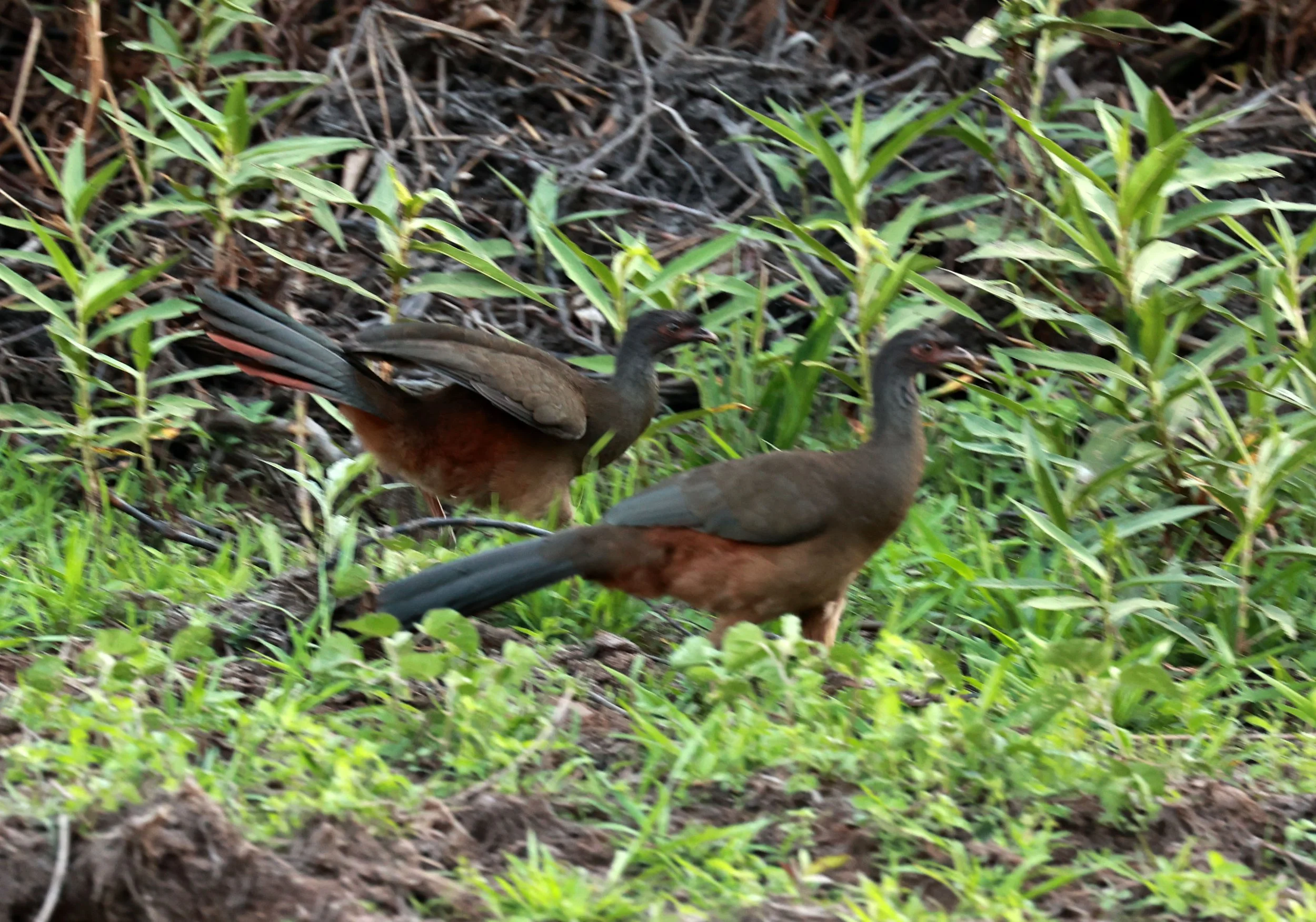 Guan - Rusty-margined Guan - Penelope superciliaris - Pantanal, Encontro das Águas State Park, Porto Jofre, Cuiaba River, Brazil (2).jpg