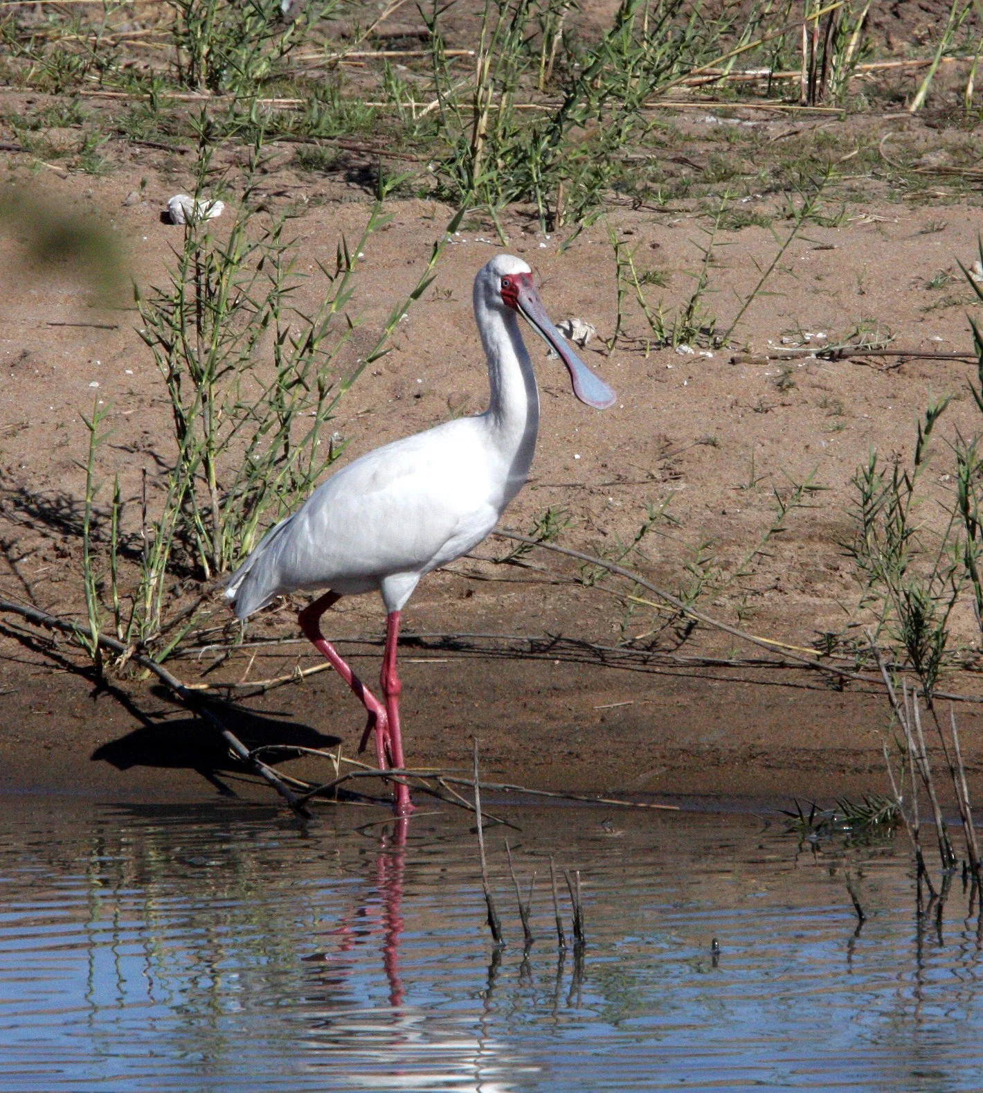SPOONBILL - AFRICAN SPOONBILL - Platalea alba - KRUGER NATIONAL PARK SOUTH AFRICA (1).JPG