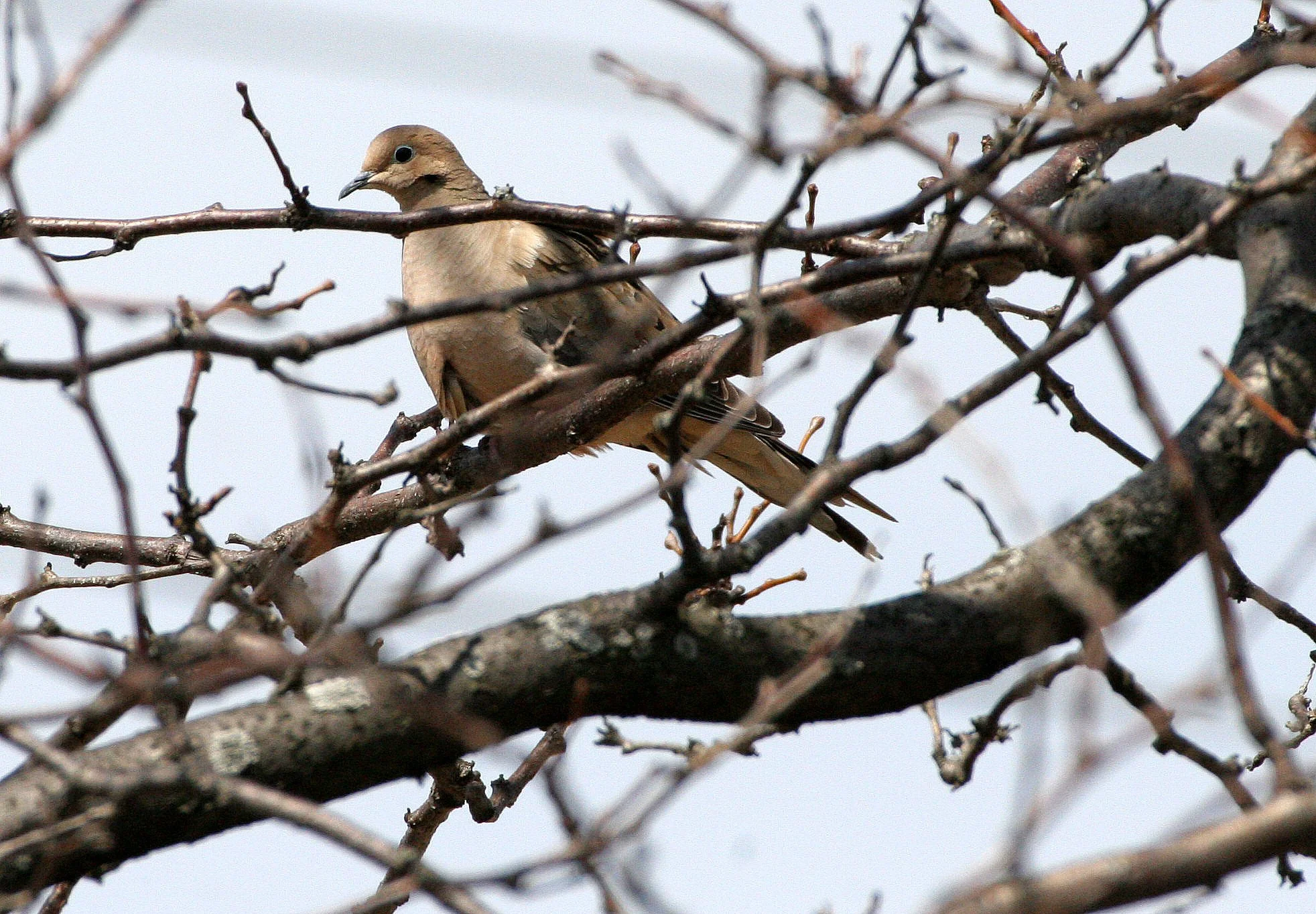 Mourning Dove (Zenaida macroura) Springbrook Forest Preserve Illinois (3).JPG