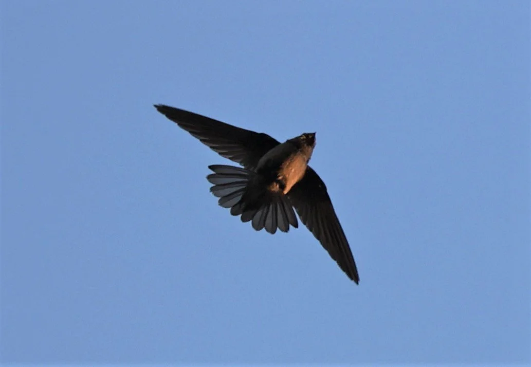 Himalayan Swiftlet (Aerodramus brevirostris) Doi Ang Khang Chiang Mai (6).jpg