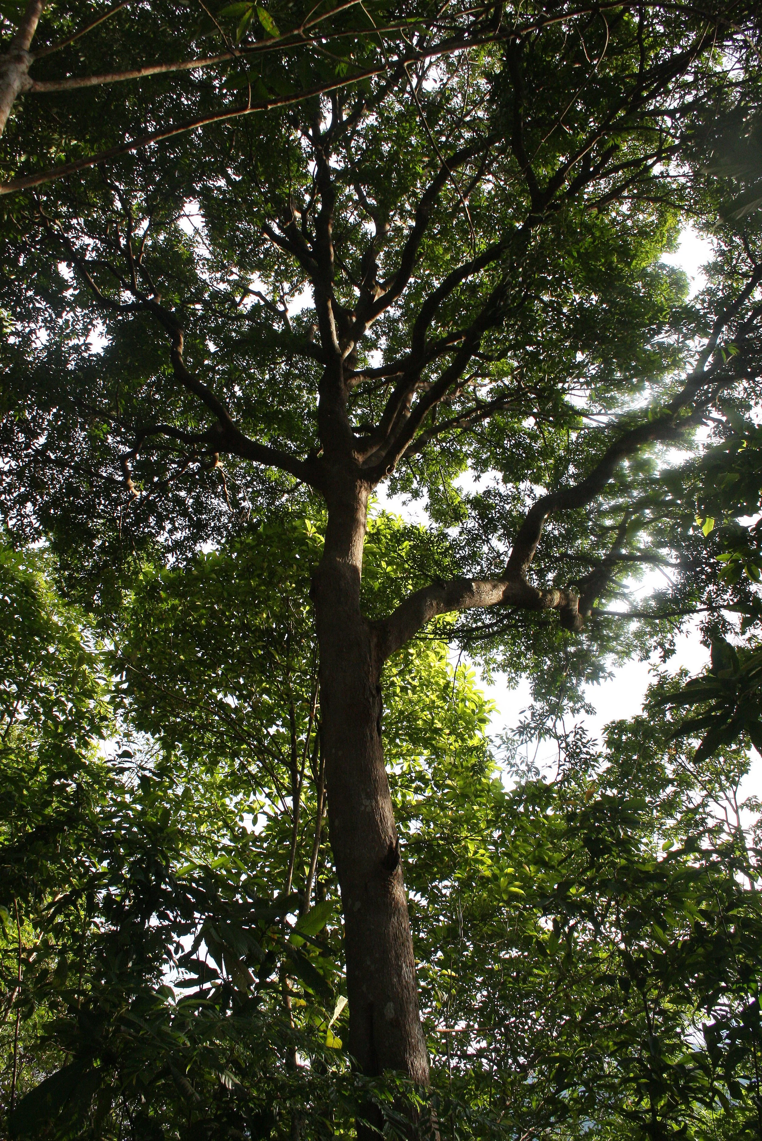 2008 Promluk Property And Family - Nawarn, Dad, etc (54).JPG