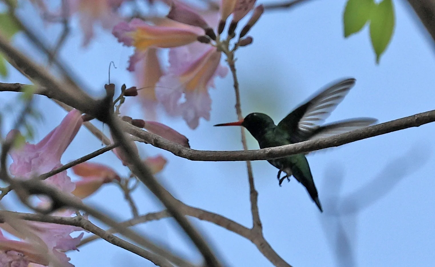 Glittering-bellied Emerald (Chlorostilbon lucidus) Estancia Campo'í Paraguay (85).jpg