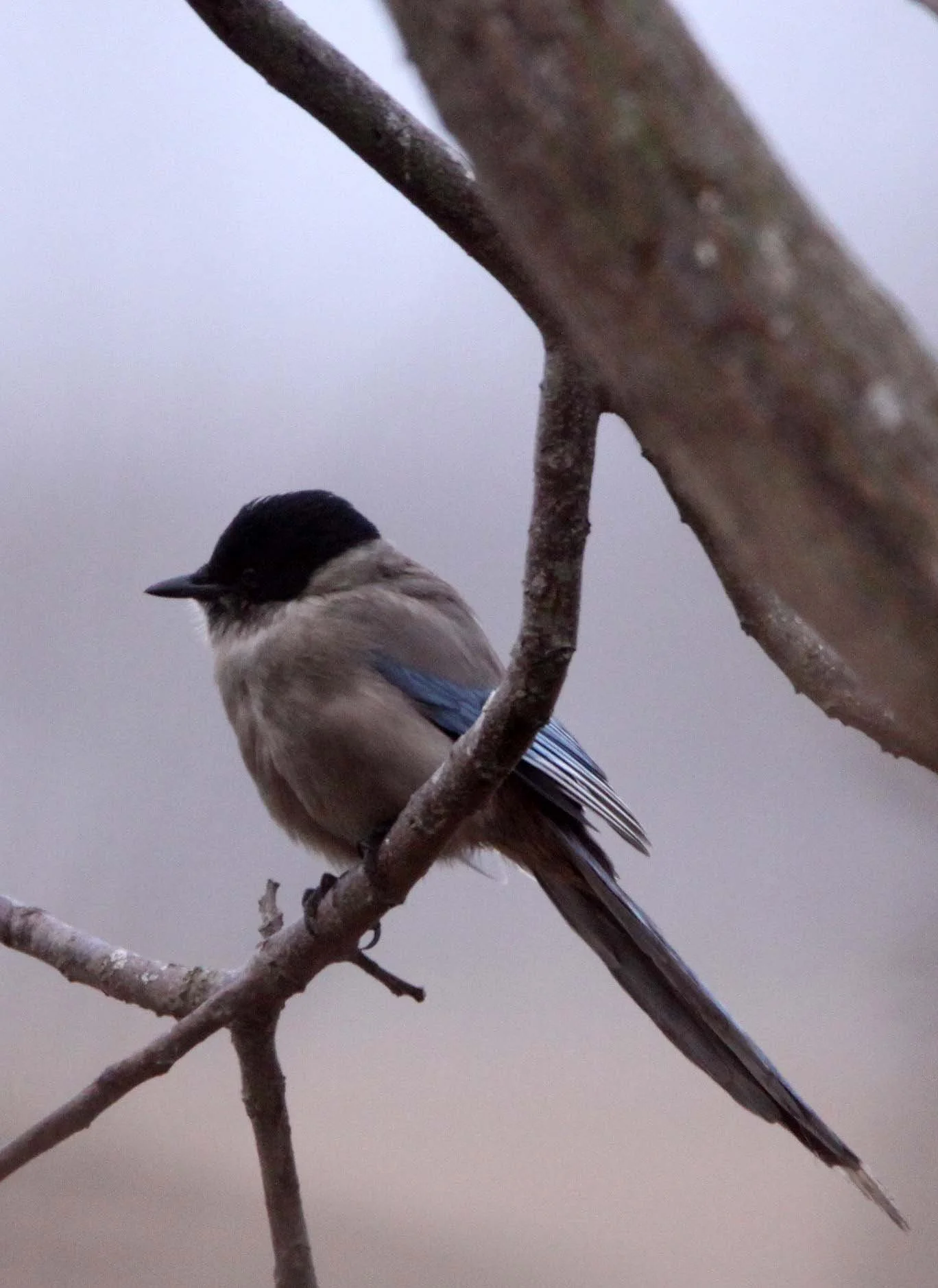 BIRD - MAGPIE - AZURE-WINGED MAGPIE- YANCHENG CHINA (4).JPG