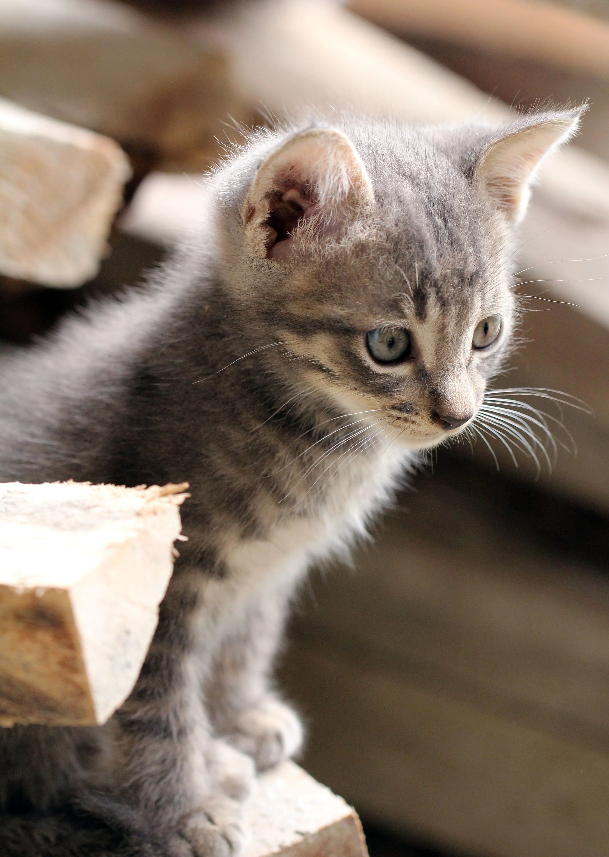 2015 Koh Lanta October Break Trip  (238).JPG