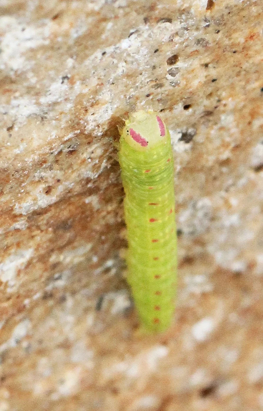 2015 Koh Lanta Build and Fun (162).JPG