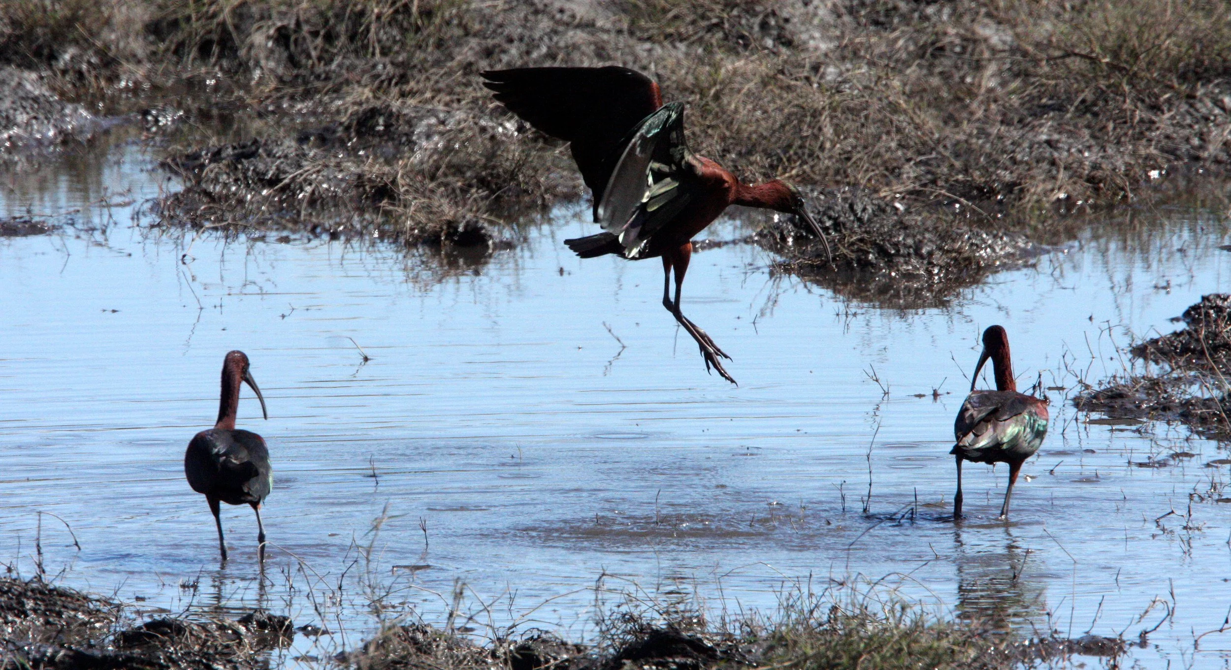 IBIS - GLOSSY IBIS - Plegadis falcinellus - CHOBE NATIONAL PARK BOTSWANA (4).JPG