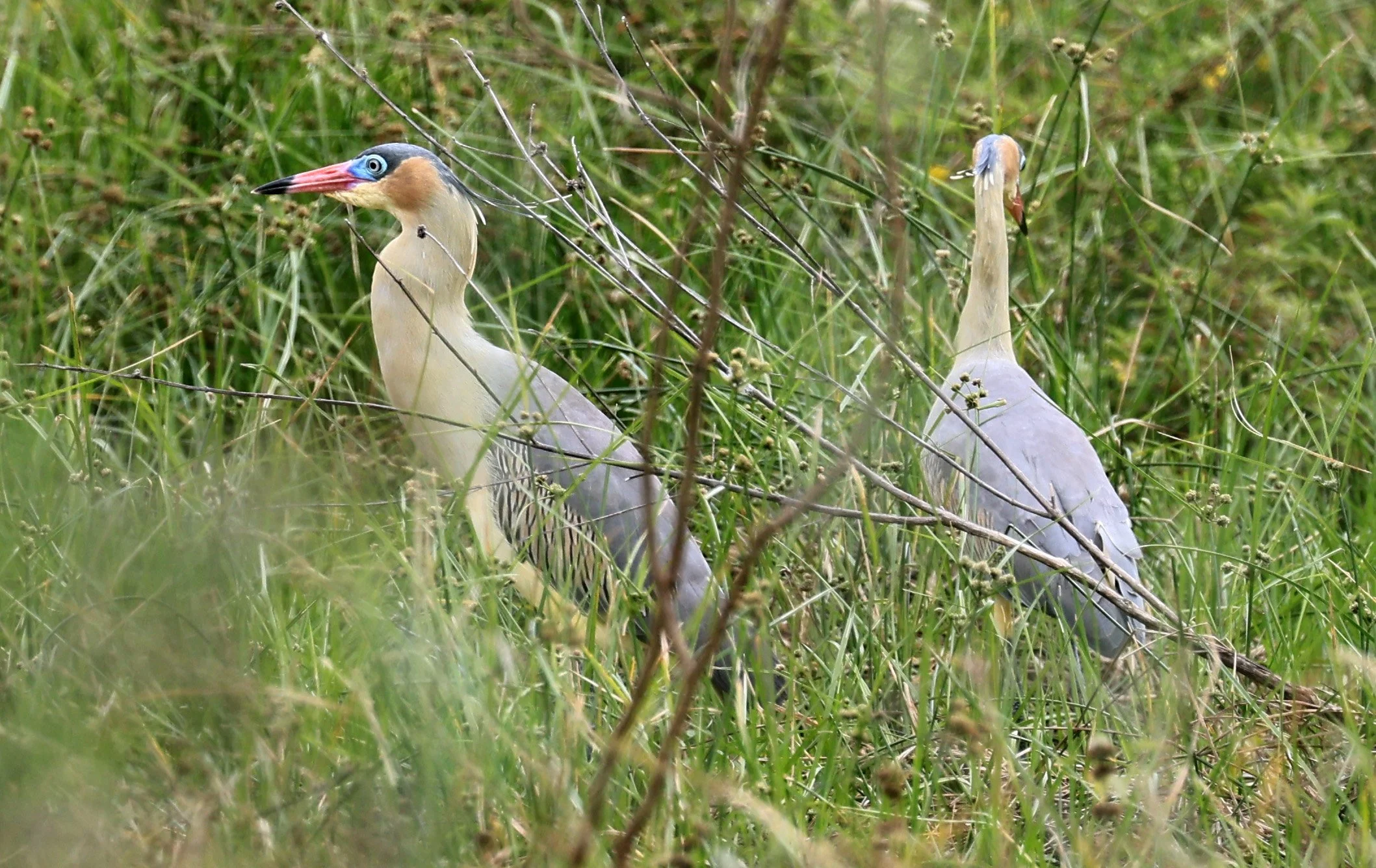 Whistling Heron (Syrigma sibilatrix) Agua Dulce Paraguay (19).jpg