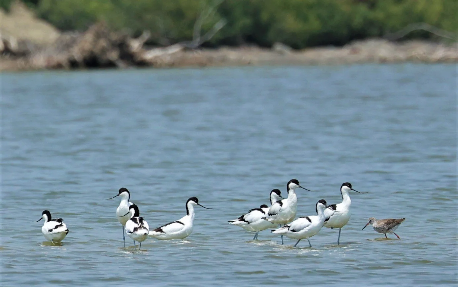 AVOCET - PIED AVOCET - Recurvirostra avosetta - LAEM PAK BIA MARCH 2022 (4).jpg