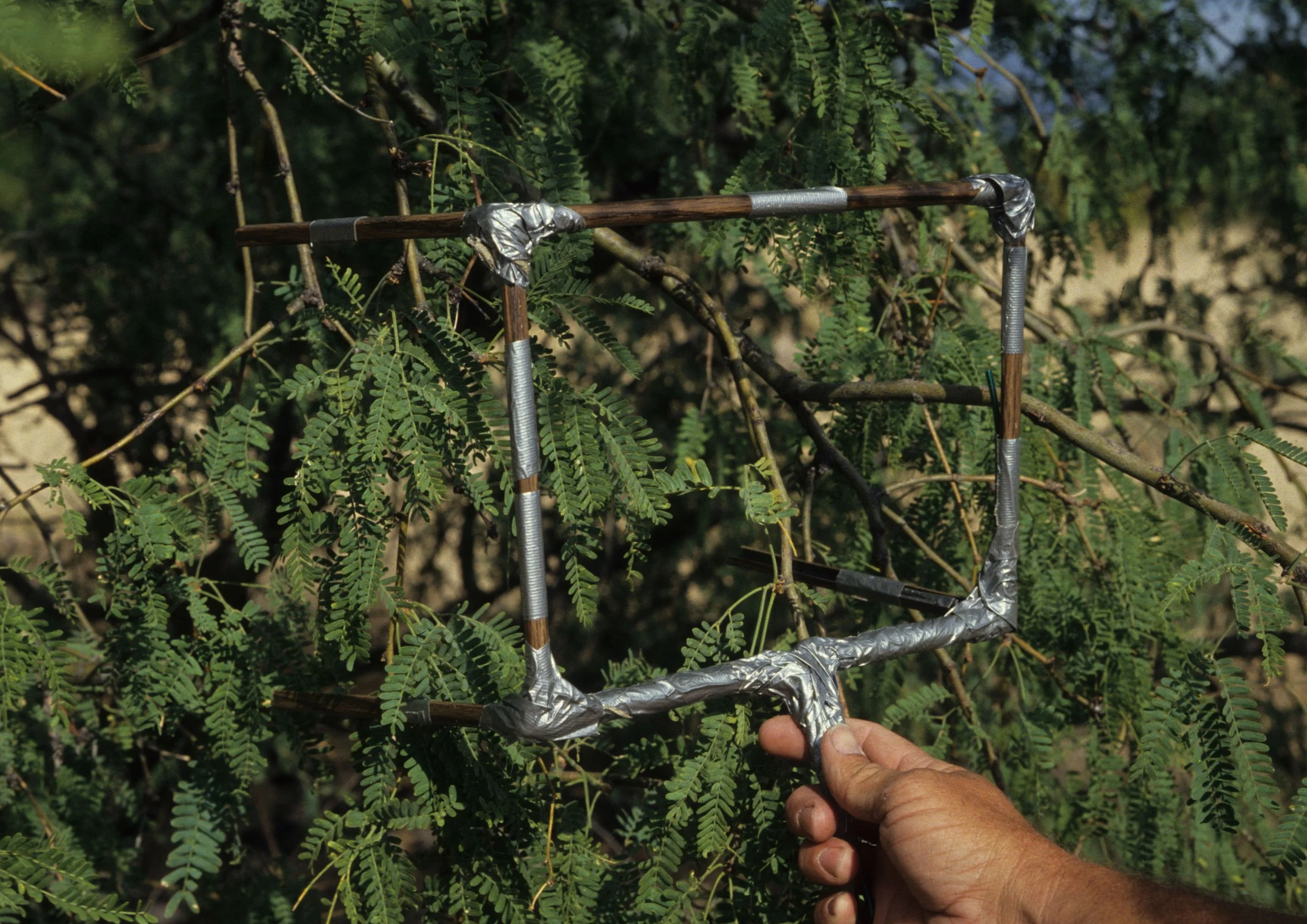 ARIZONA - MADERA CANYON - RESEARCH - DATA COLLECTION F.jpg