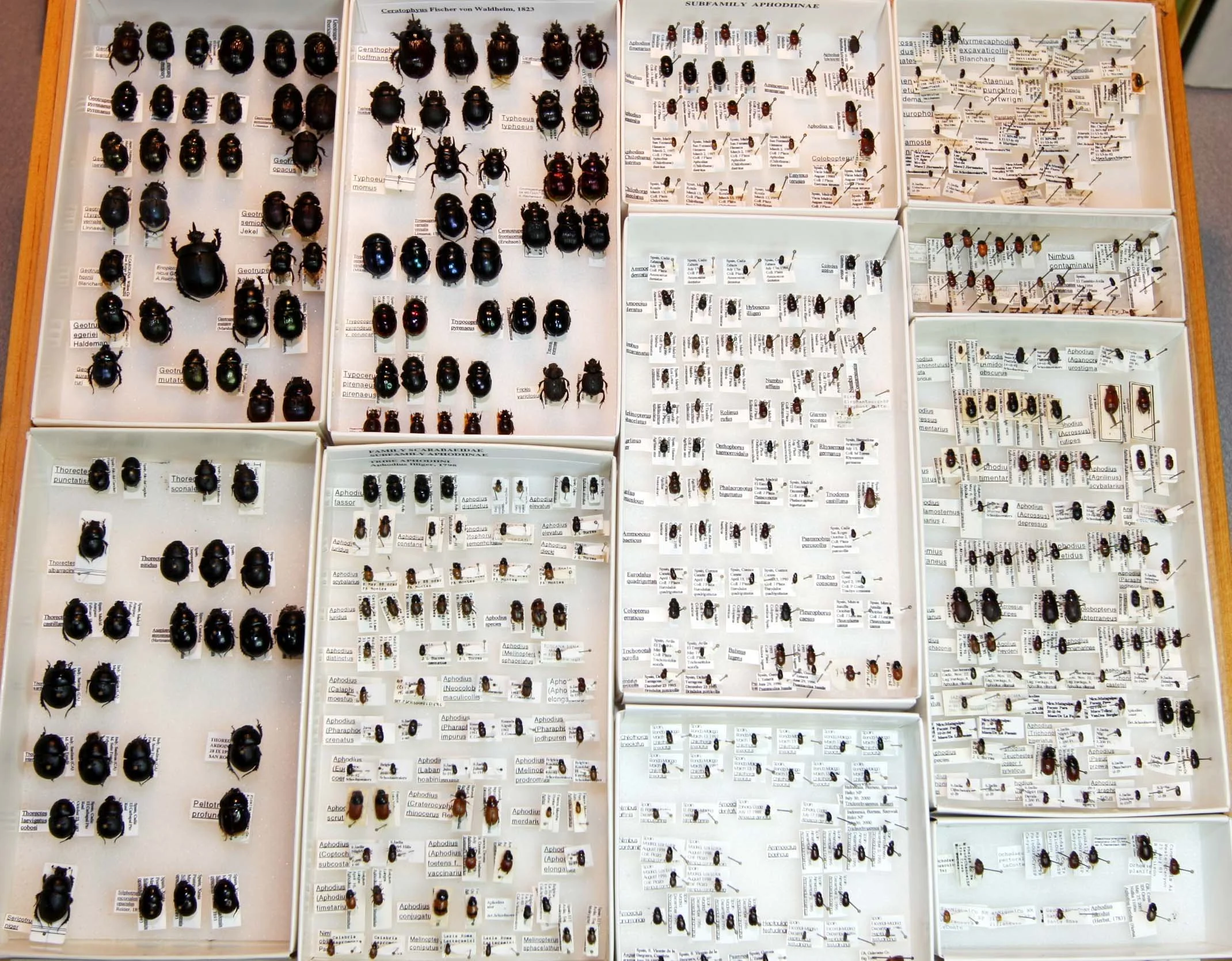 8 Geotropinae - Aphodiinae.JPG