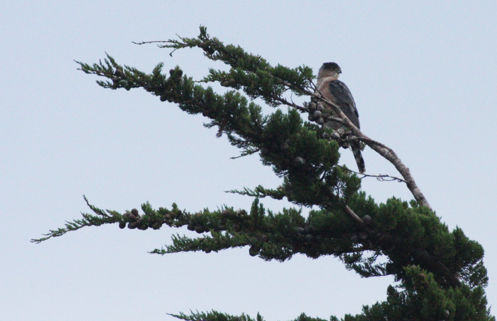 Accipiter cooperii - COOPERS HAWK - SEQUIM PRAIRIE (12).JPG