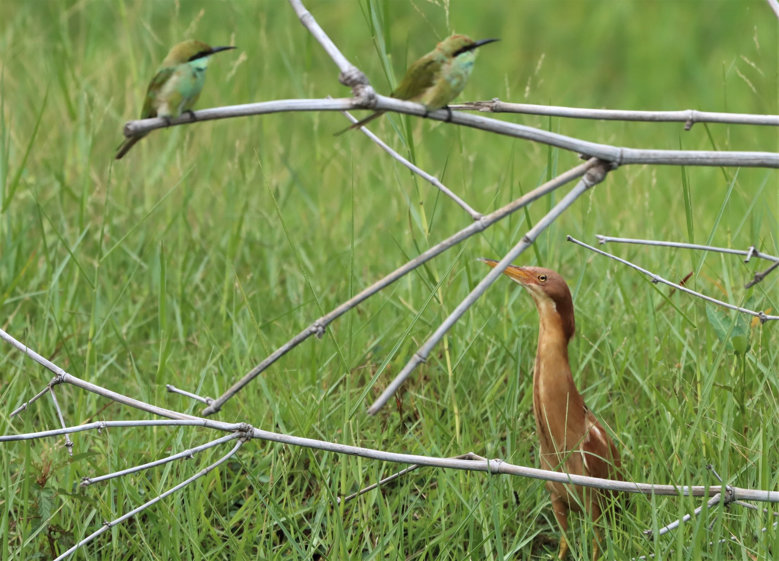 BITTERN - CINNAMON BITTERN (CHESTNUT BITTERN) - Ixobrychus cinnamomeus - BURIRAM HUAI CHORAKHE MAK (115).jpg
