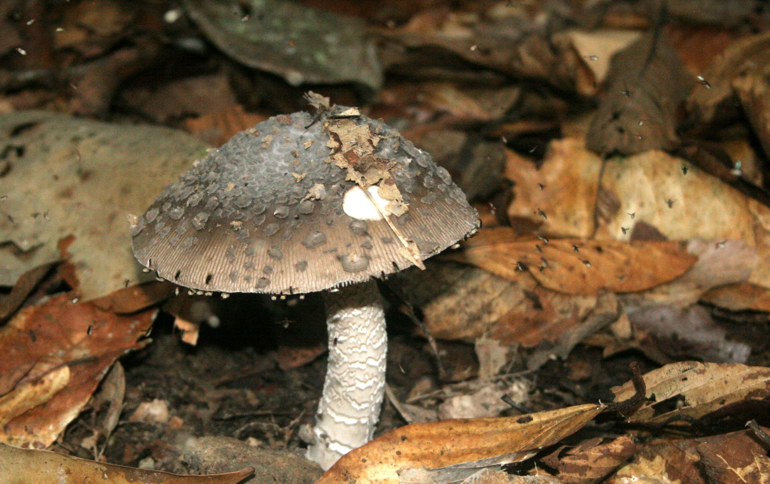 DANUM VALLEY BORNEO - FUNGUS SPECIES K.JPG