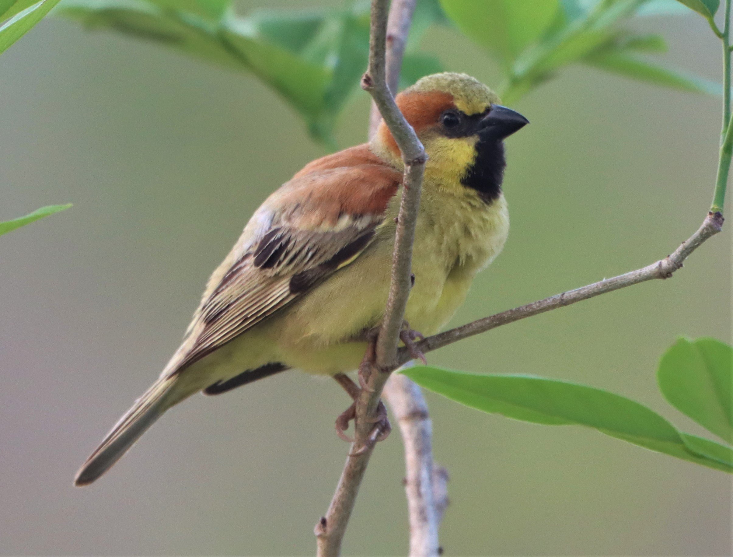 Plain-backed Sparrow (Passer flaveolus) Kabin Buri Wetlands Thailand (6).jpg