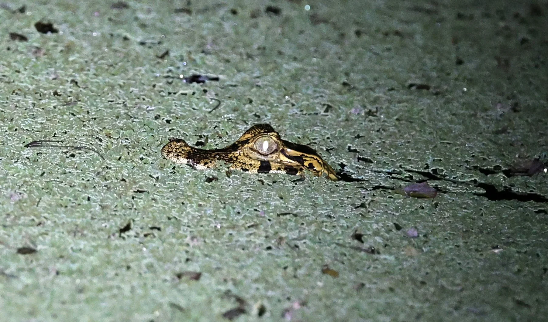 Yacare Caiman (Caiman yacare) with BBWD Wetlands along Road between Pozo Colorado & Asuncion Paraguay