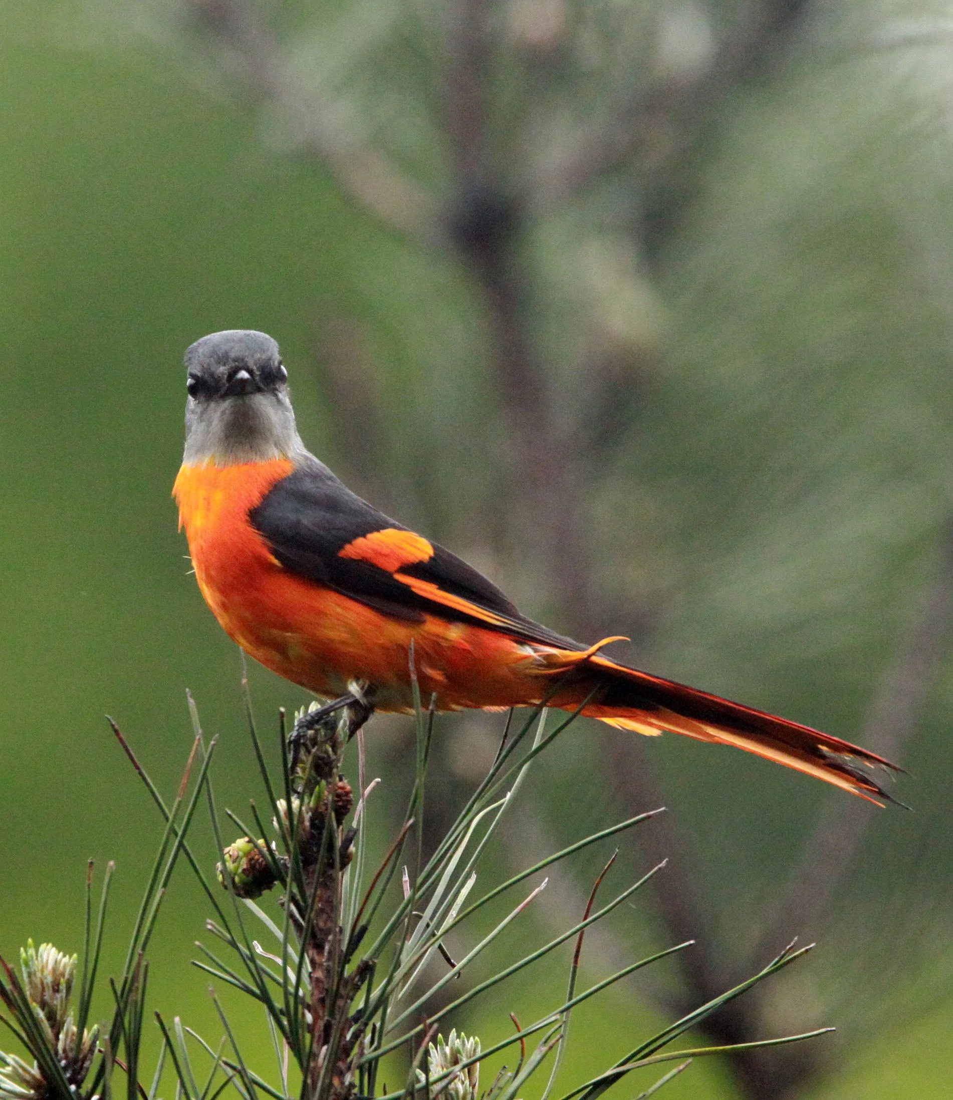 Gray-chinned Minivet (Pericrocotus solaris) Anhui Province China (12).JPG