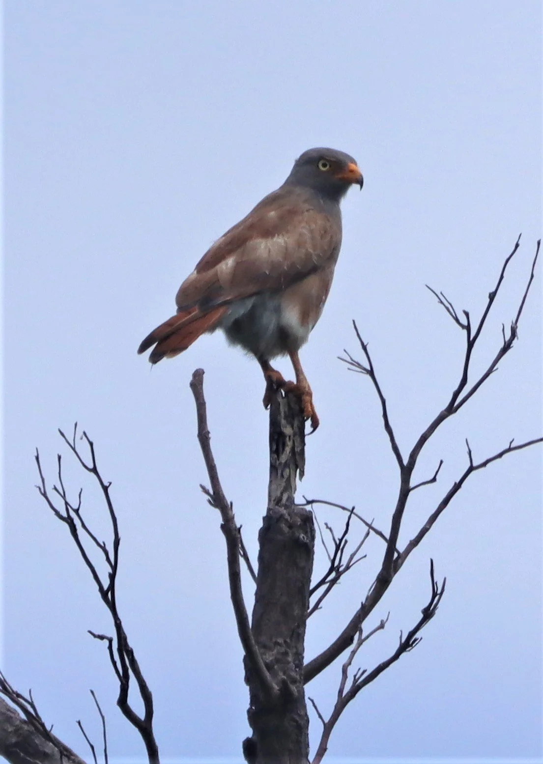 BUZZARD - RUFOUS-WINGED BUZZARD - Butastur liventer - SAKAERAT ENVIRONMENTAL RESEARCH STATION KORAT (8).jpg