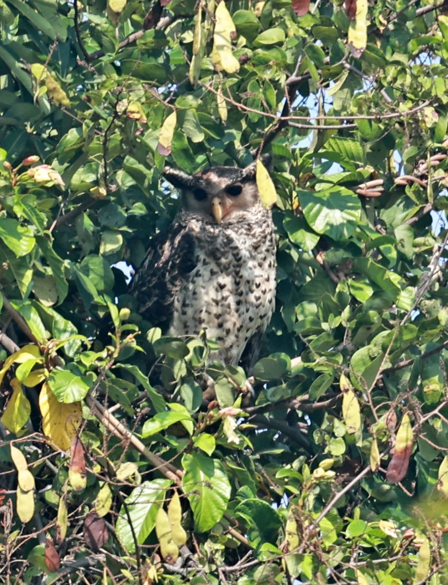 Spot-bellied Eagle-Owl (Bubo nipalensis) Pak Chong Mu Si Municipality Feb 2026  (5).jpg