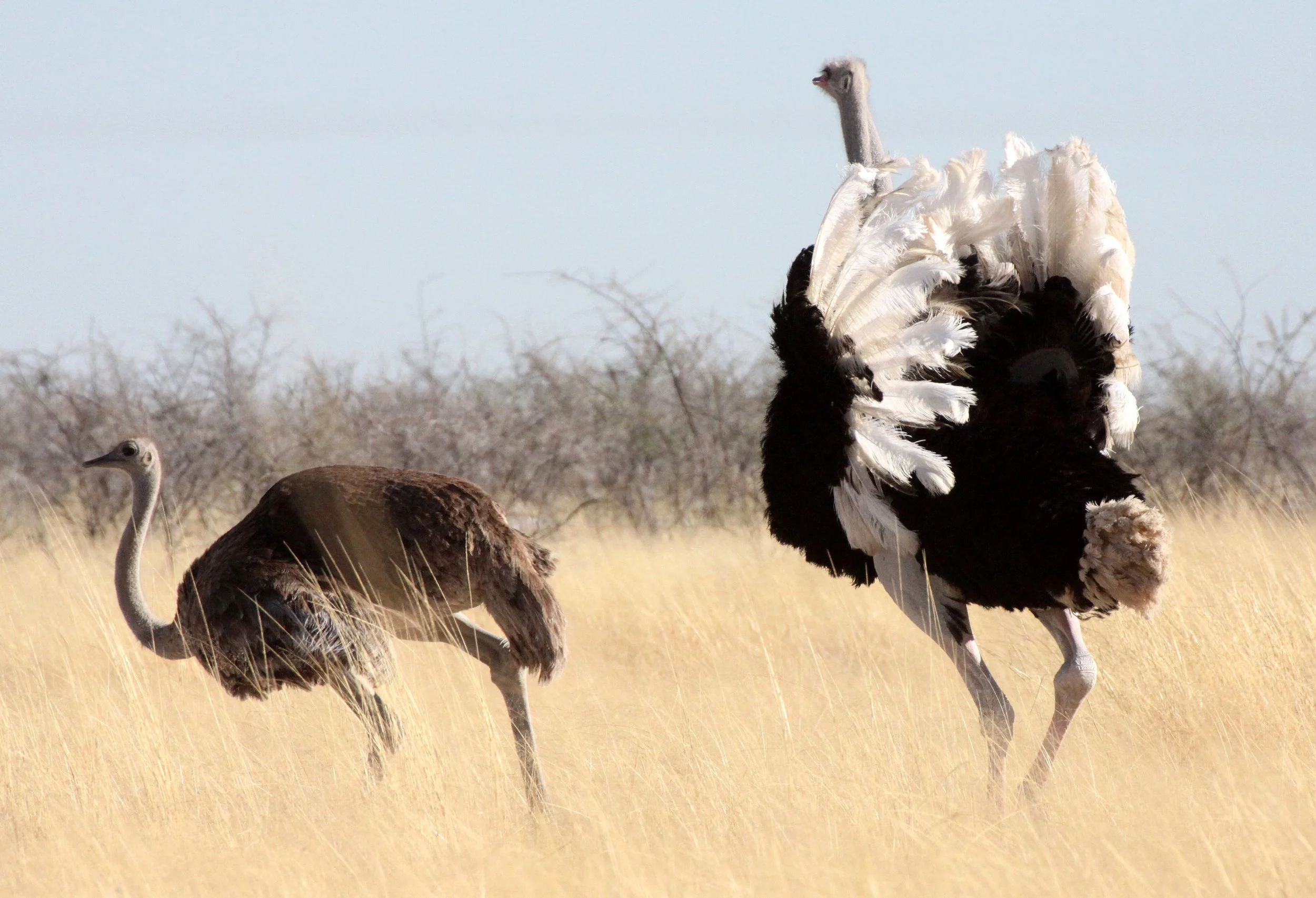 Struthio camelus australis - SOUTH AFRICAN OSTRICH - MATING IN ETOSHA - ETOSHA NATIONAL PARK NAMIBIA (7).JPG