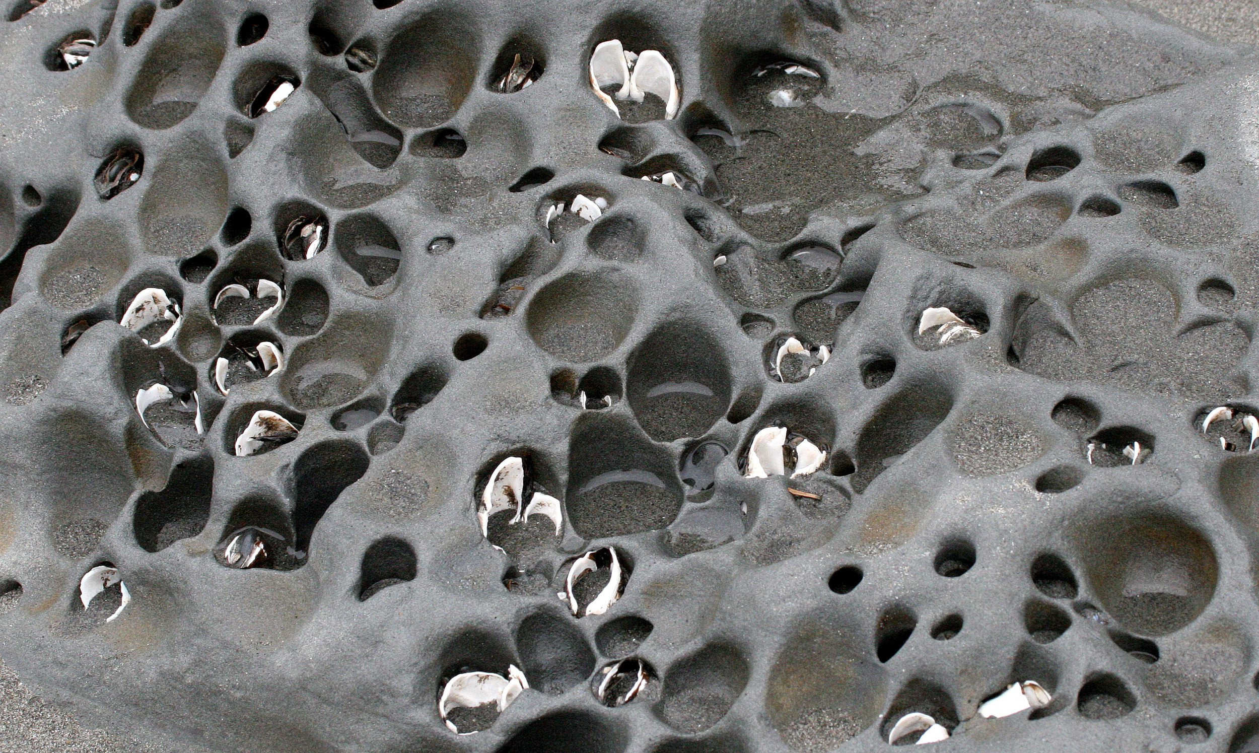 INVERTS - INTERTIDAL - MOLLUSCA - CLAMS - PIDDOCK CLAMS - BORING CLAMS - BEACH FOUR WA (5).JPG