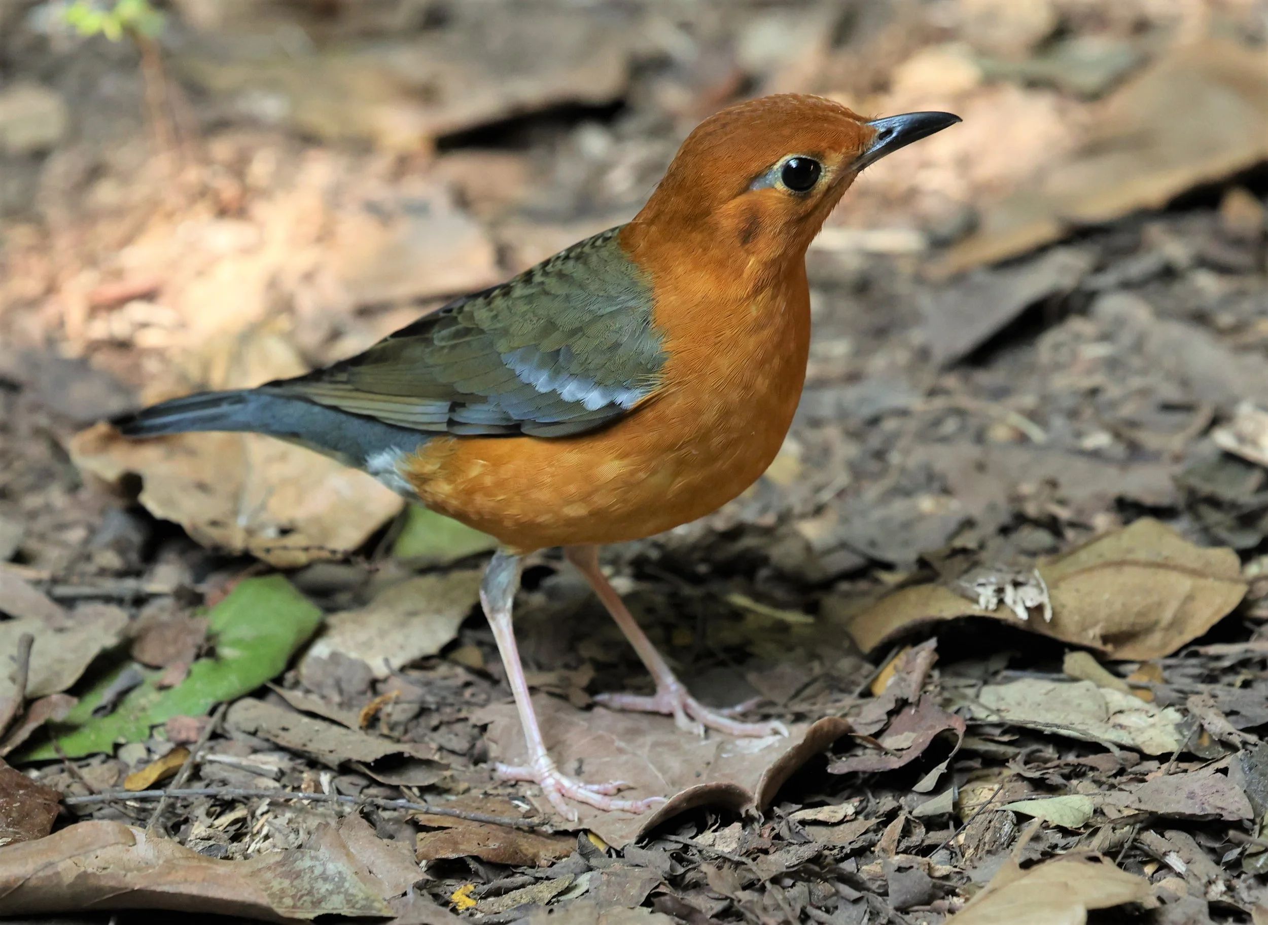 Orange-headed Thrush (Zoothera citrina) Nuy Hide Petchaburi near Kaeng Krachan NP (8).jpg