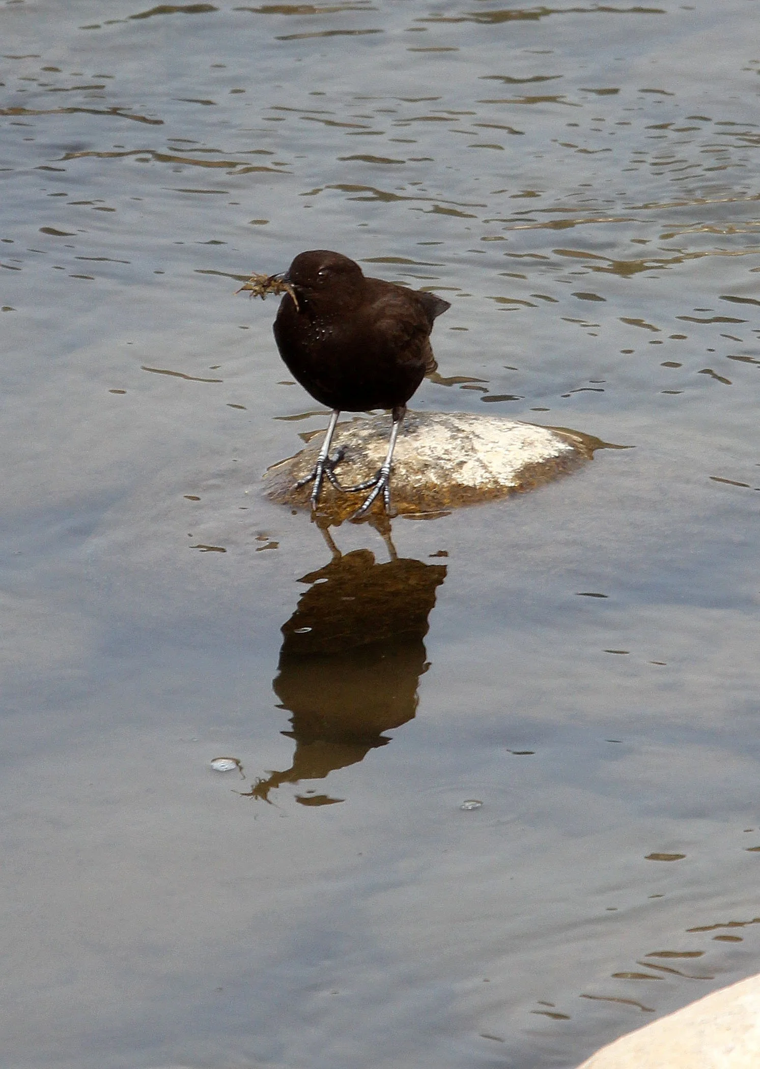 Brown dipper (Cinclus pallasii) Foping Nature Reserve Shaanxi China