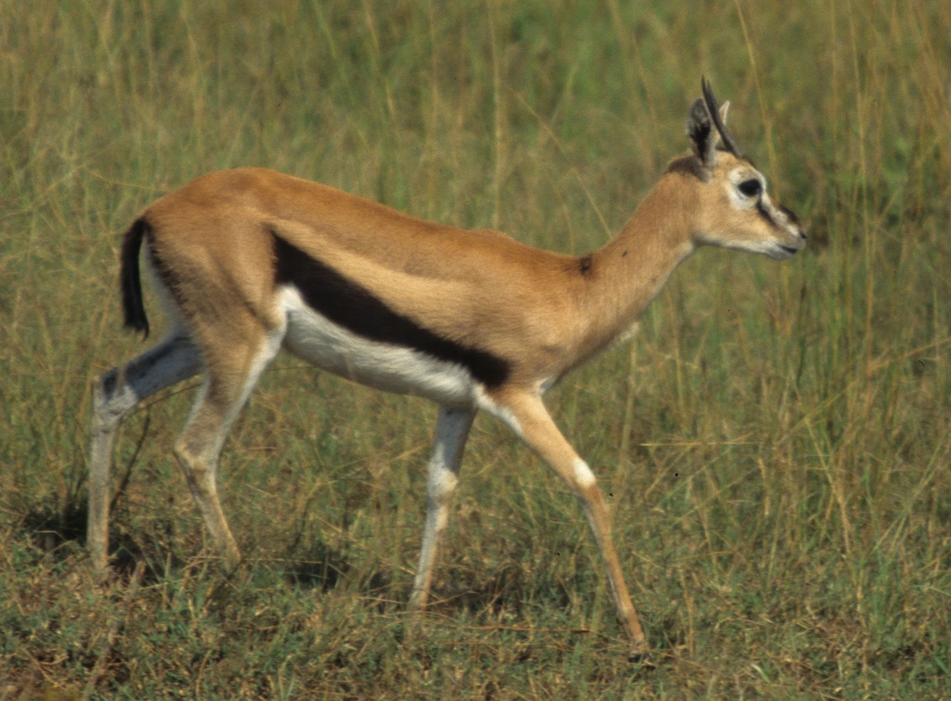 BOVID - GAZELLE - THOMSONS - SERENGETI (16).jpg