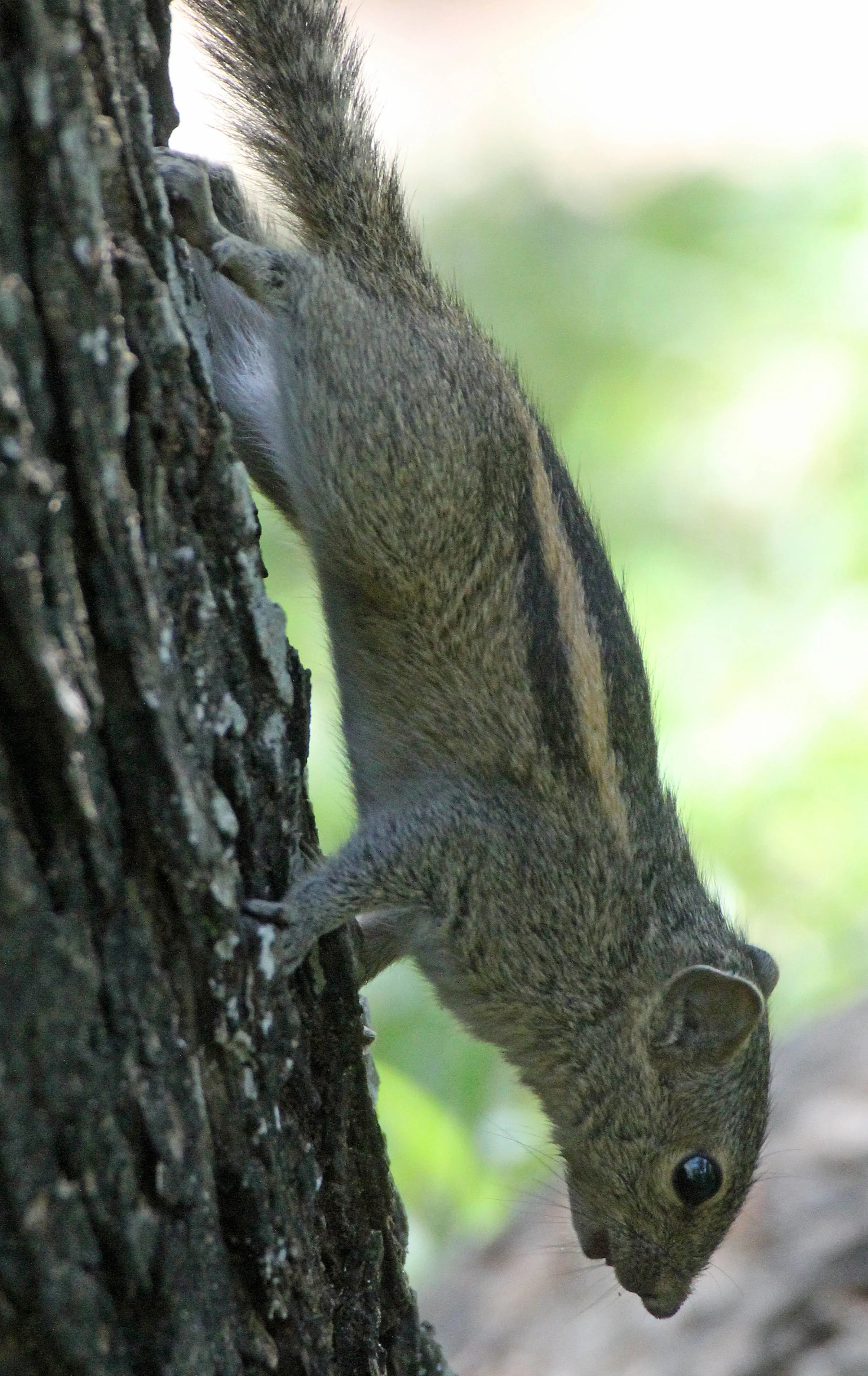 Funambulus palmarum - THREE-STRIPED (INDIAN) PALM SQUIRREL -  SIGIRIYA FOREST AND FORTRESS AREA SRI LANKA - PHOTO BY SOM SMITH (30).JPG