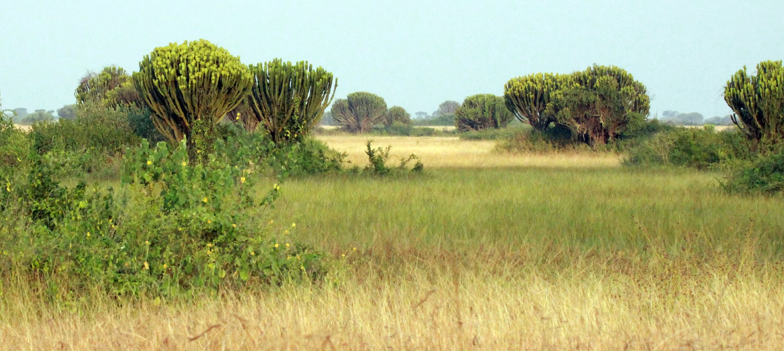 QUEEN ELIZABETH NATIONAL PARK UGANDA (3).JPG