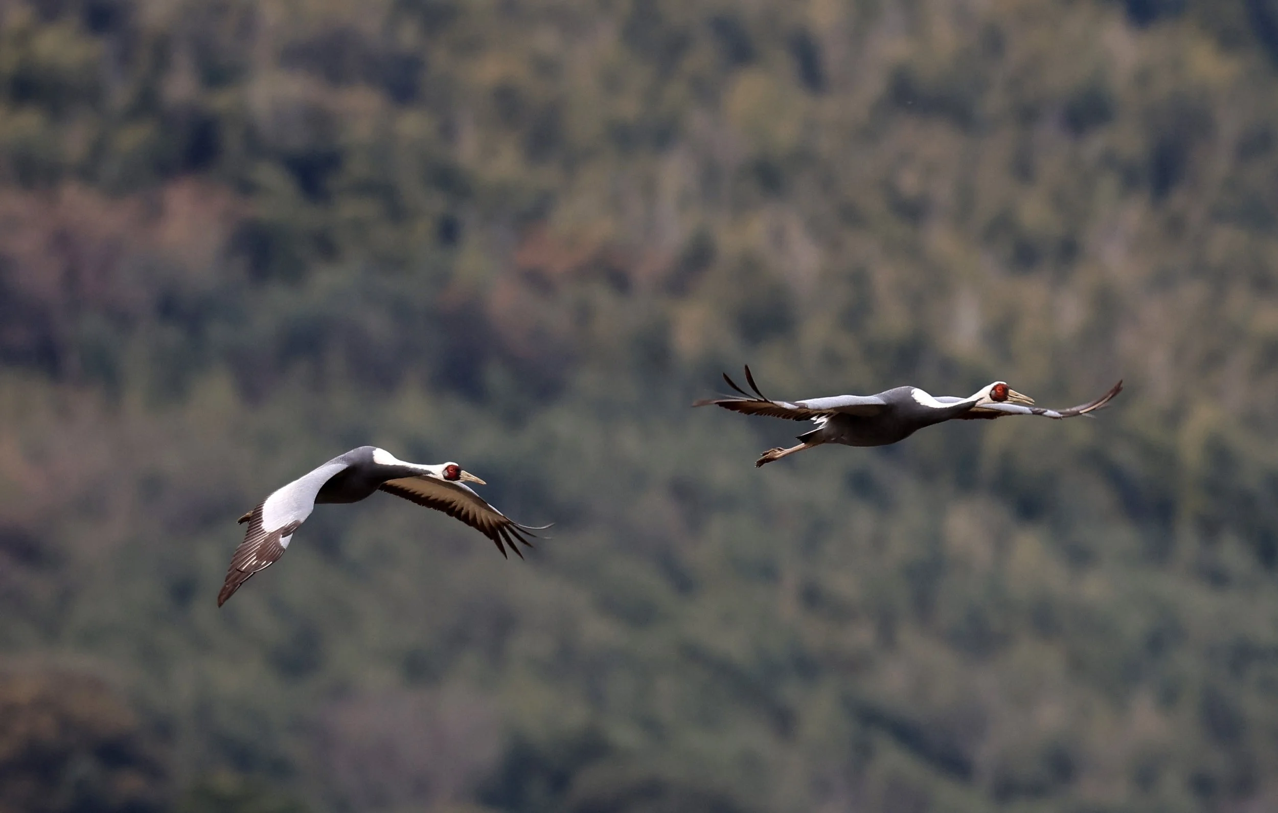 White-naped Crane (Antigone vipio) Izumi Crane Park & Center, Izumi Kagoshima Kyushu Japan (311).jpg