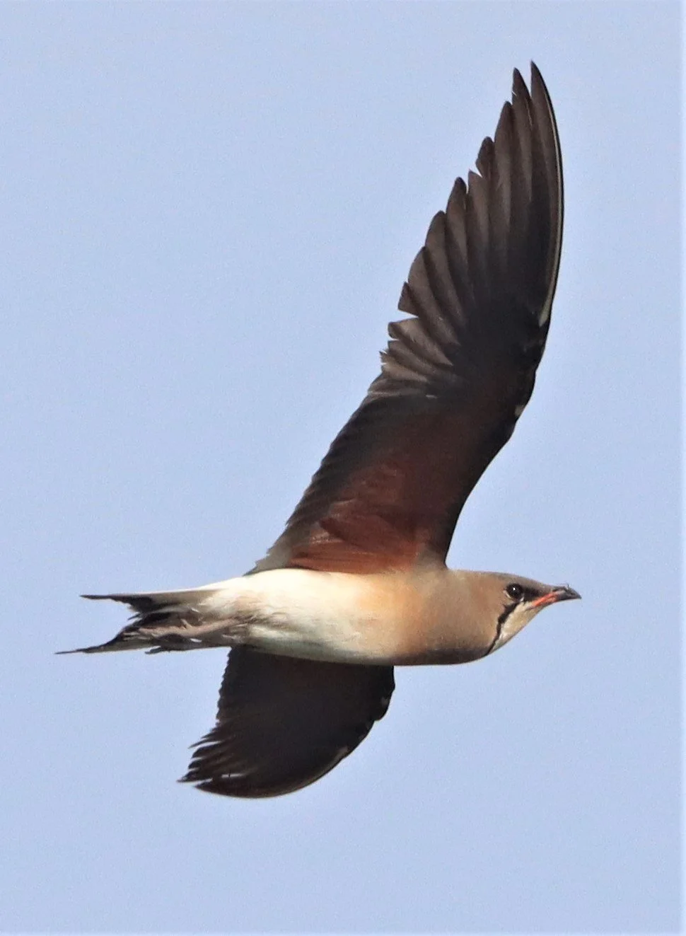 PRATINCOLE - ORIENTAL PRATINCOLE - Glaveola maldivarum -  PATHUM THANI RICE RESEARCH CENTER (42).jpg