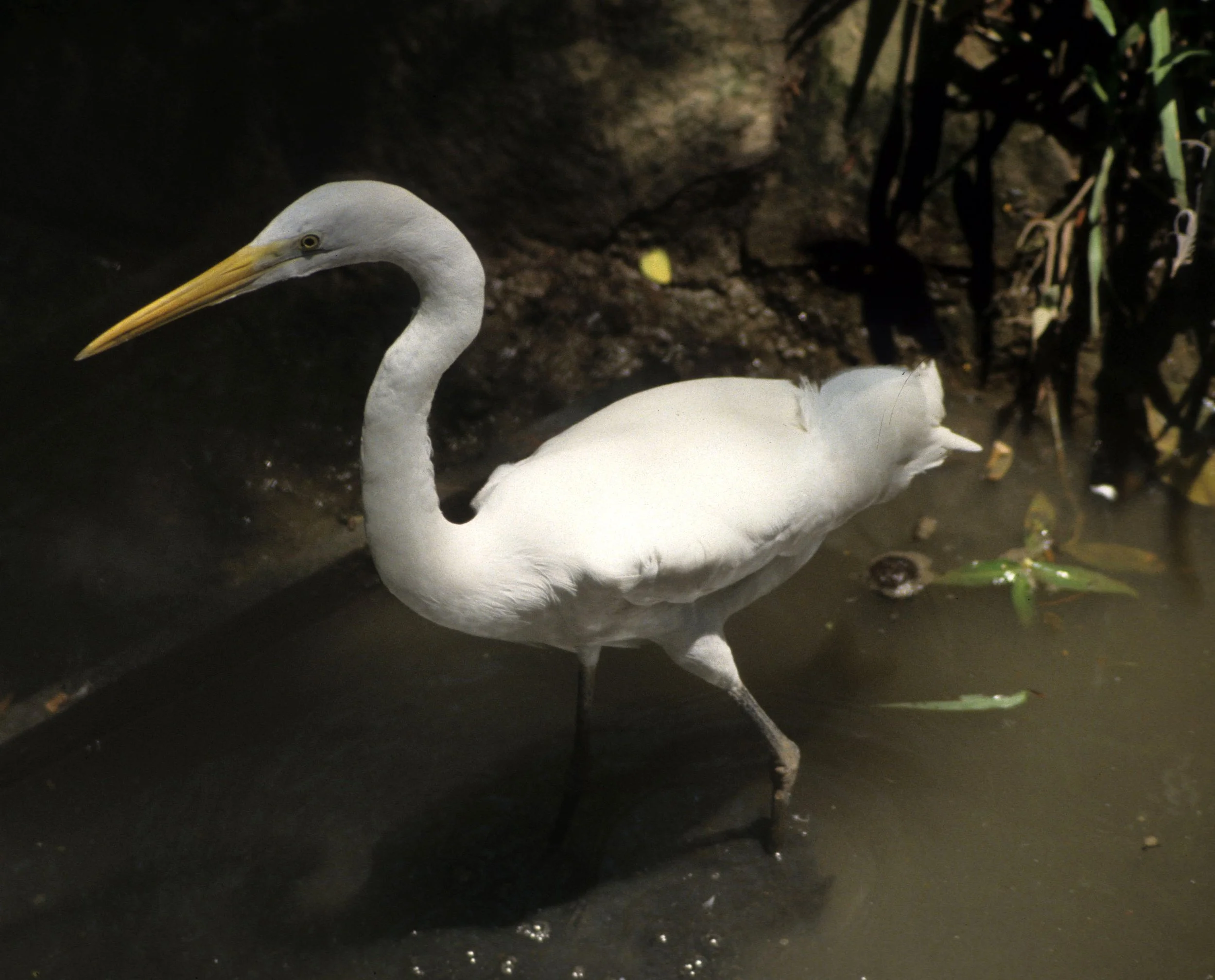 BIRD - EGRET - SPECIES A VIET NAM.jpg