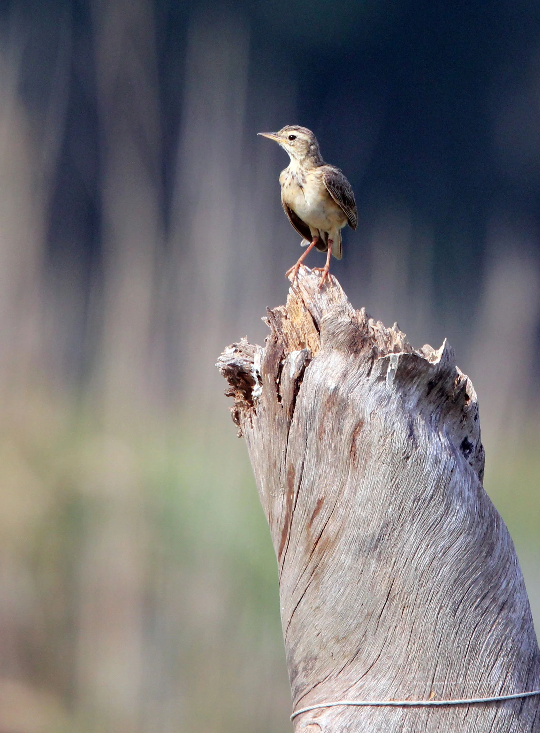 Paddyfield Pipit (Anthus rufulus) NAKHON SI THAMMARAT Thailand (4).JPG