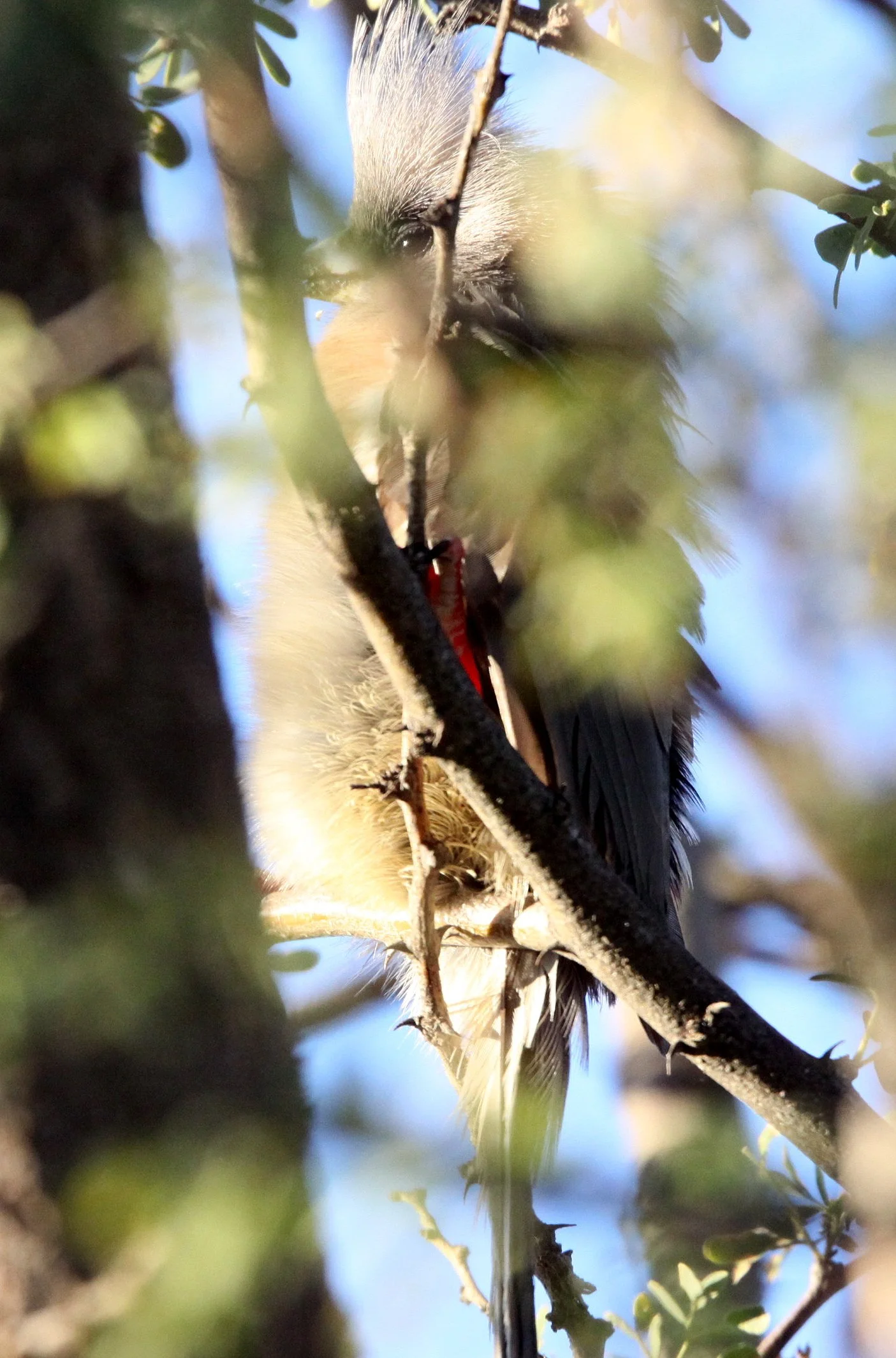 White-backed Mousebird (Colius colius) Augrabies Falls South Africa (2).JPG