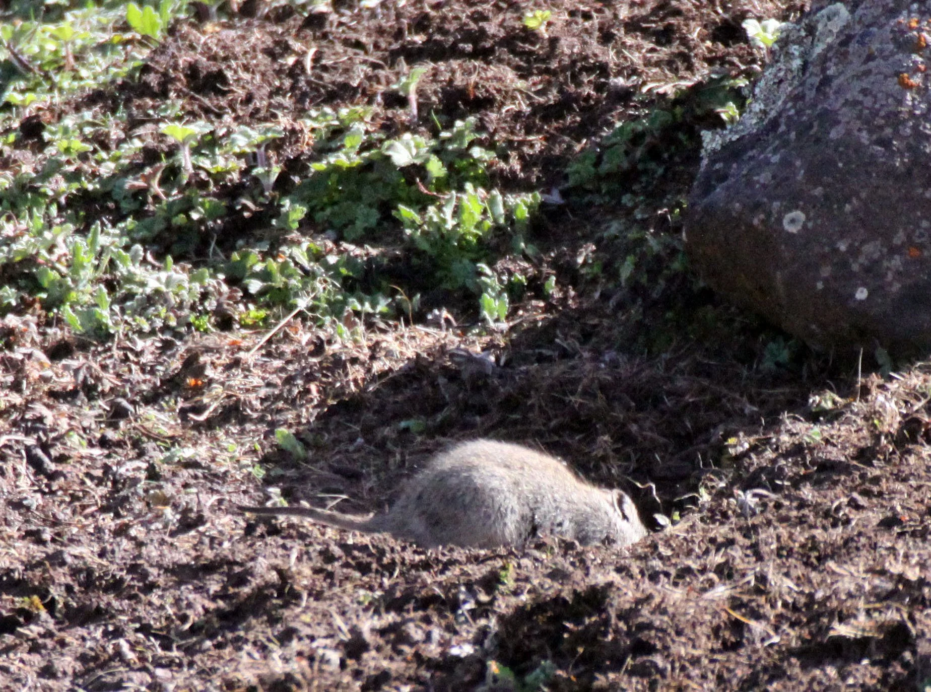 Arvicanthis blicki -  BLICK'S GRASS RAT - BALE MOUNTAINS NATIONAL PARK ETHIOPIA (1).JPG