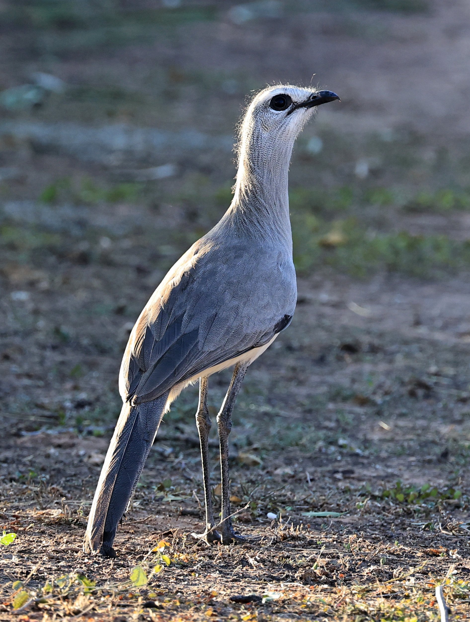 Black-legged Seriema (Chunga burmeisteri) Parque Nacional Teniente Agripino Enciso (11).jpg