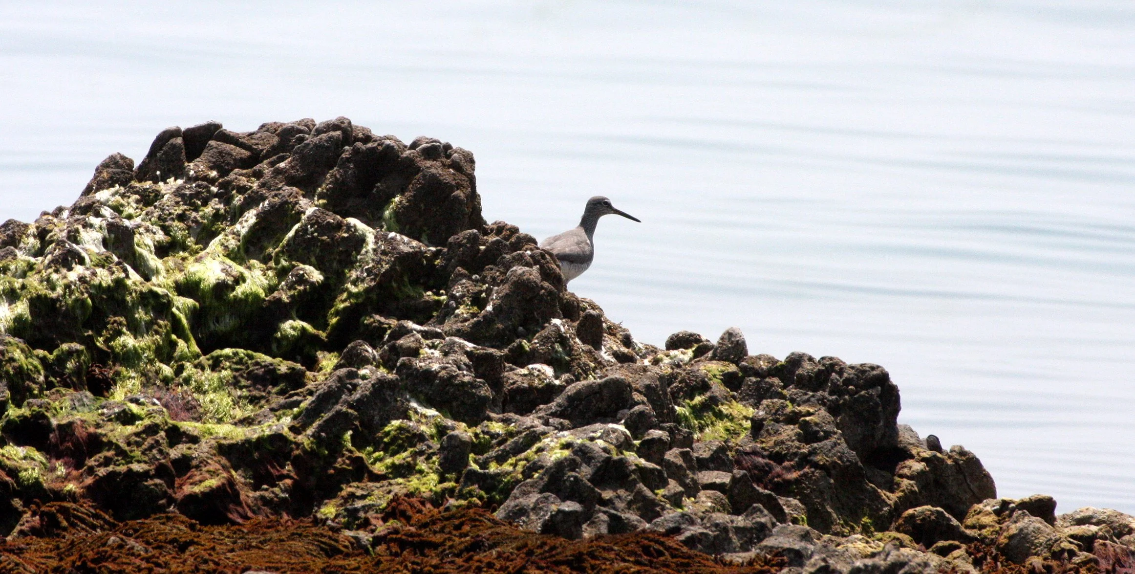 BIRD - SANDPIPER - TEREK'S SANDPIPER - MUTSU HARBOR JAPAN (8).JPG