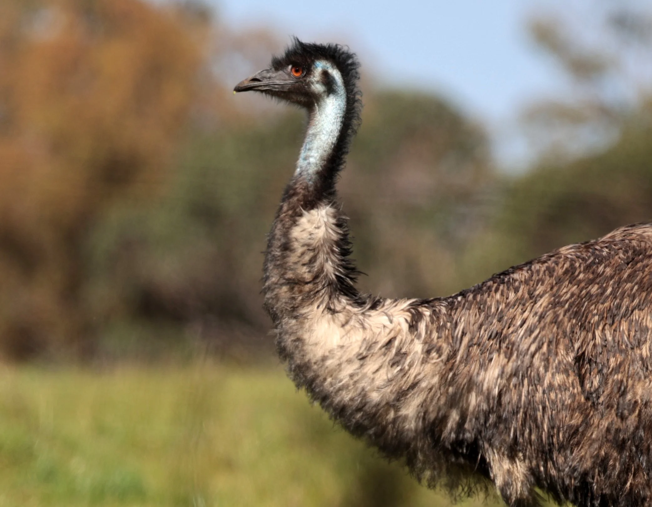 Emu (Dromaius novaehollandiae) Mt Frankland NP - Western Australia (61).jpg