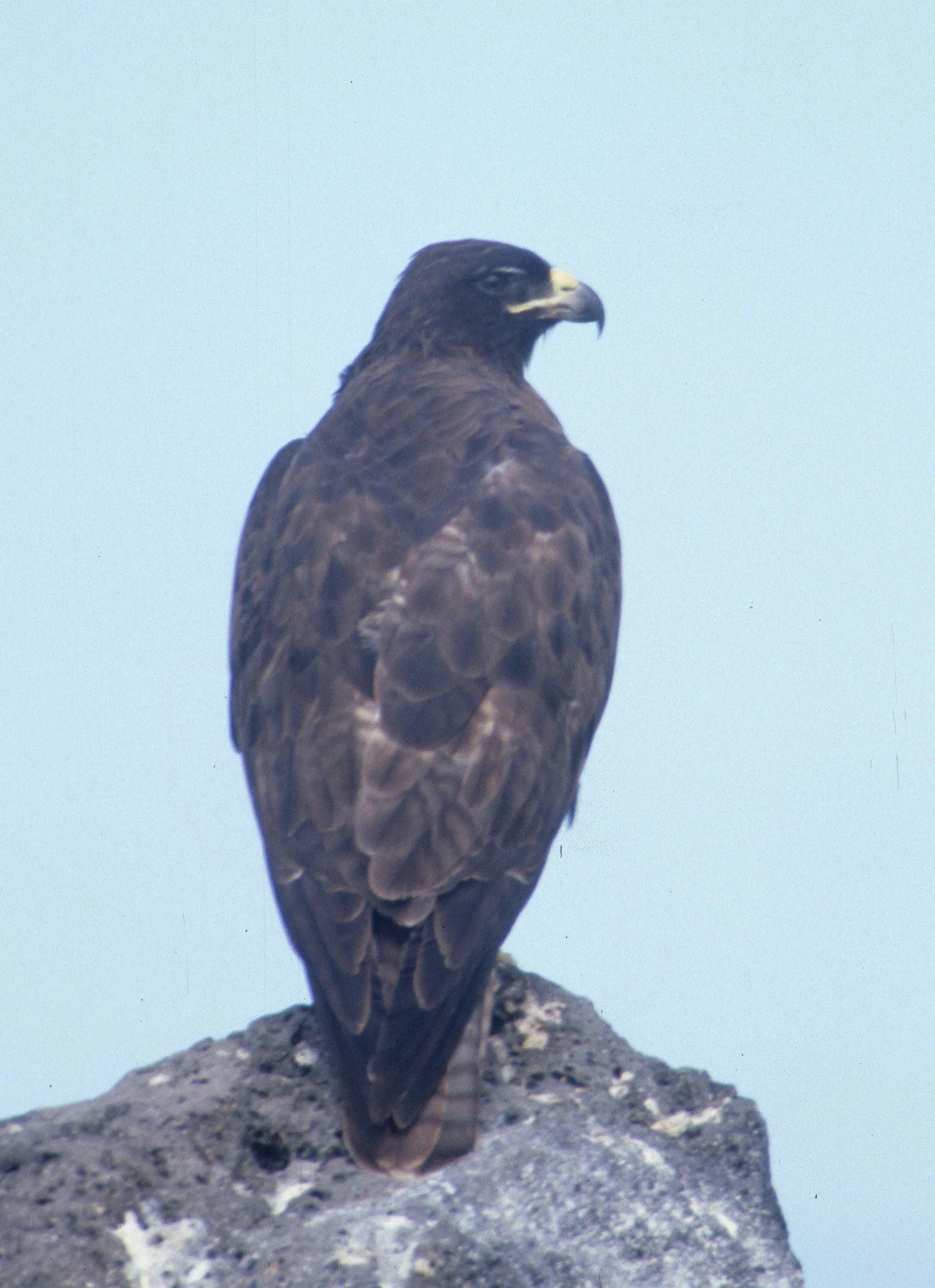 Buteo galapagoensis - GALAPAGOS HAWK - GALAPAGOS ISLANDS NATIONAL PARK ECUADOR (5).jpg