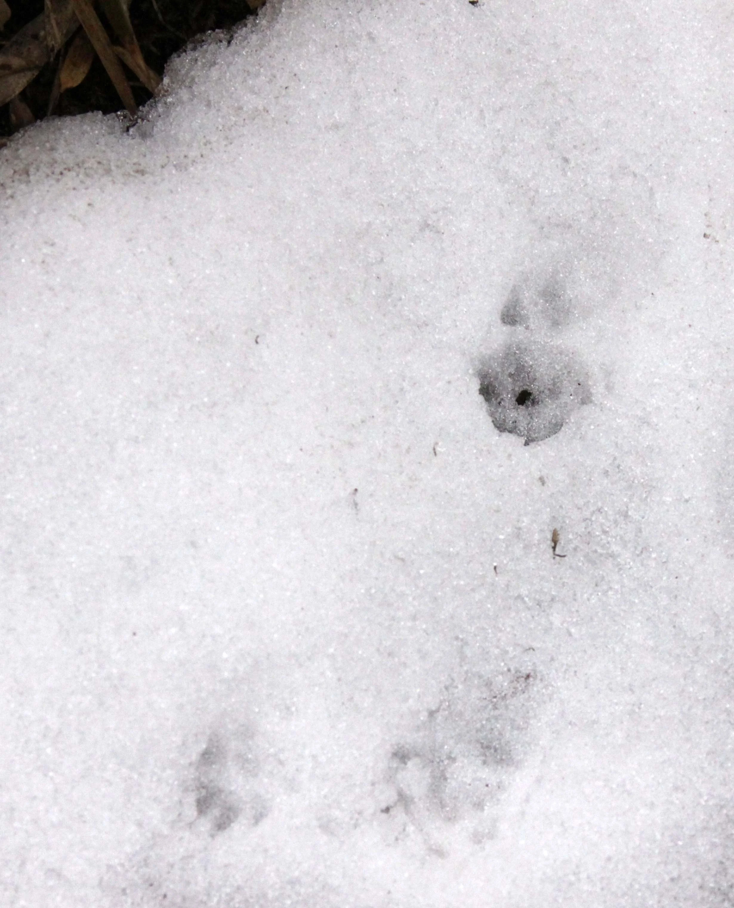 AILURIDAE - RED PANDA SIGN - WAWU SHAN SICHUAN (3).JPG