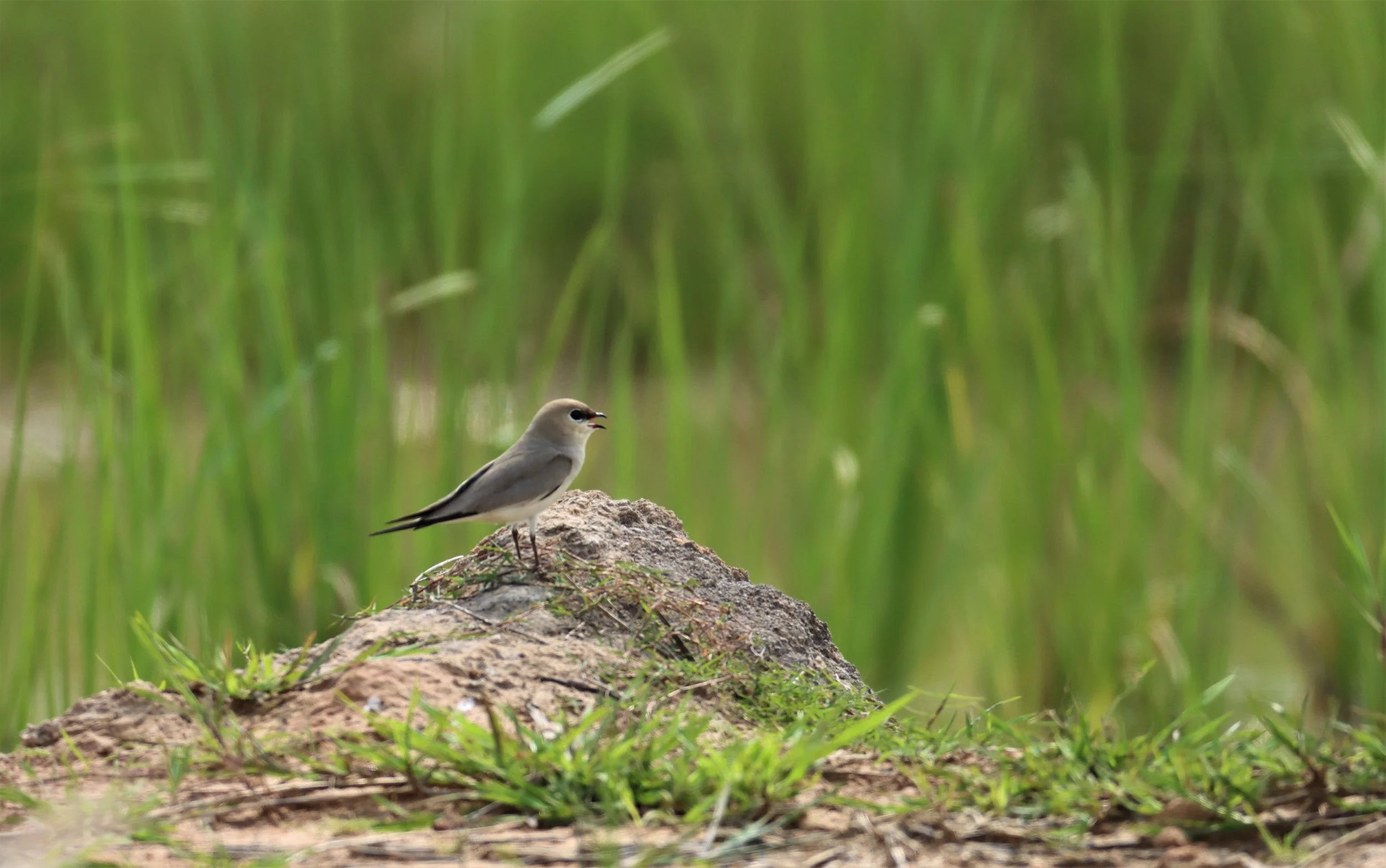 PRATINCOLE - SMALL PRATINCOLE - Glareola lactea - KABIN BURI WETLANDS 15KM OUT ON 304 (252).jpg