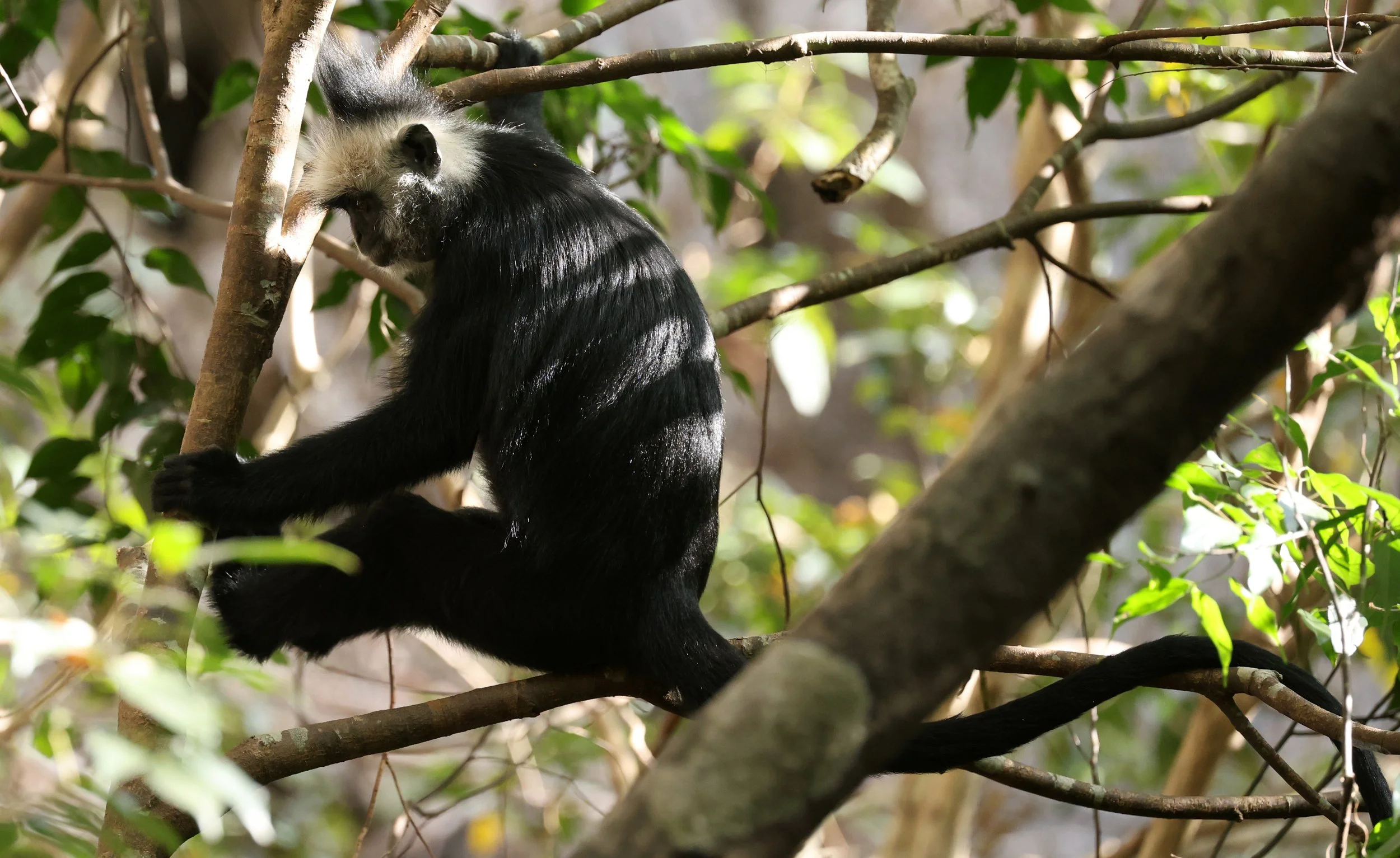Laotian Langur or White-browed Black Langur (Trachypithecus laotum) The Rock Viewpoint, Khammouane Province Laos (57).jpg