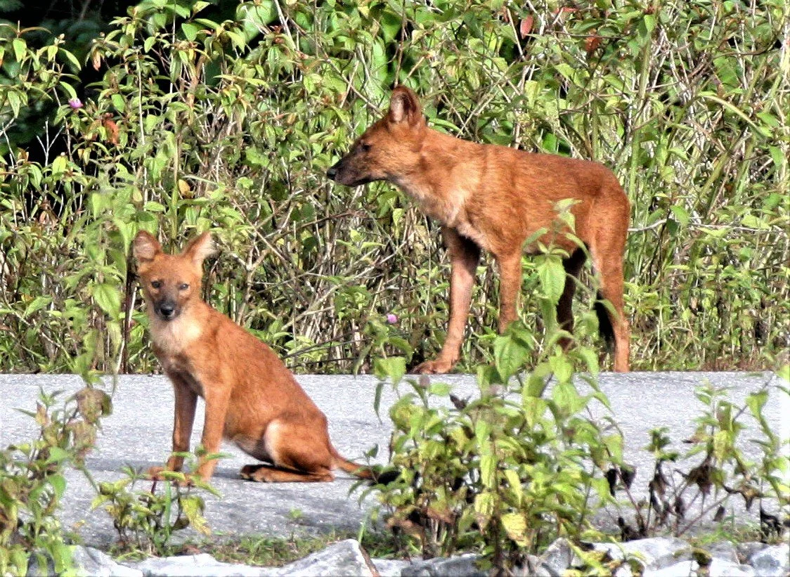 They are social, diurnal, and often hunt in packs. They are known for their distinct howling calls and frequently seek water to soak in after meals.