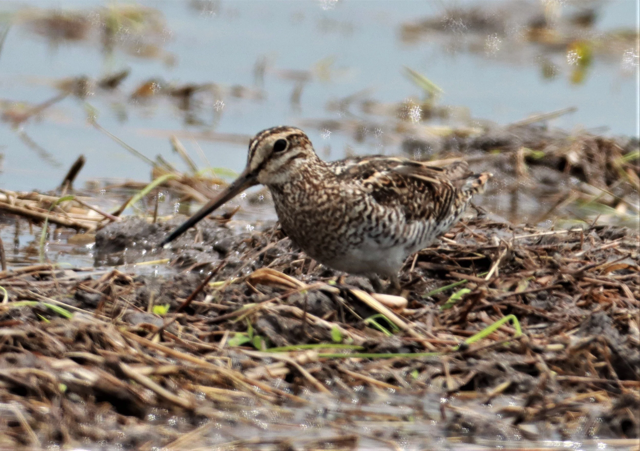 SNIPE - PINTAIL SNIPE - Gallinago stenura - PATHUM THANI RICE RESEARCH CENTER AUG 11 2021 (24).jpg